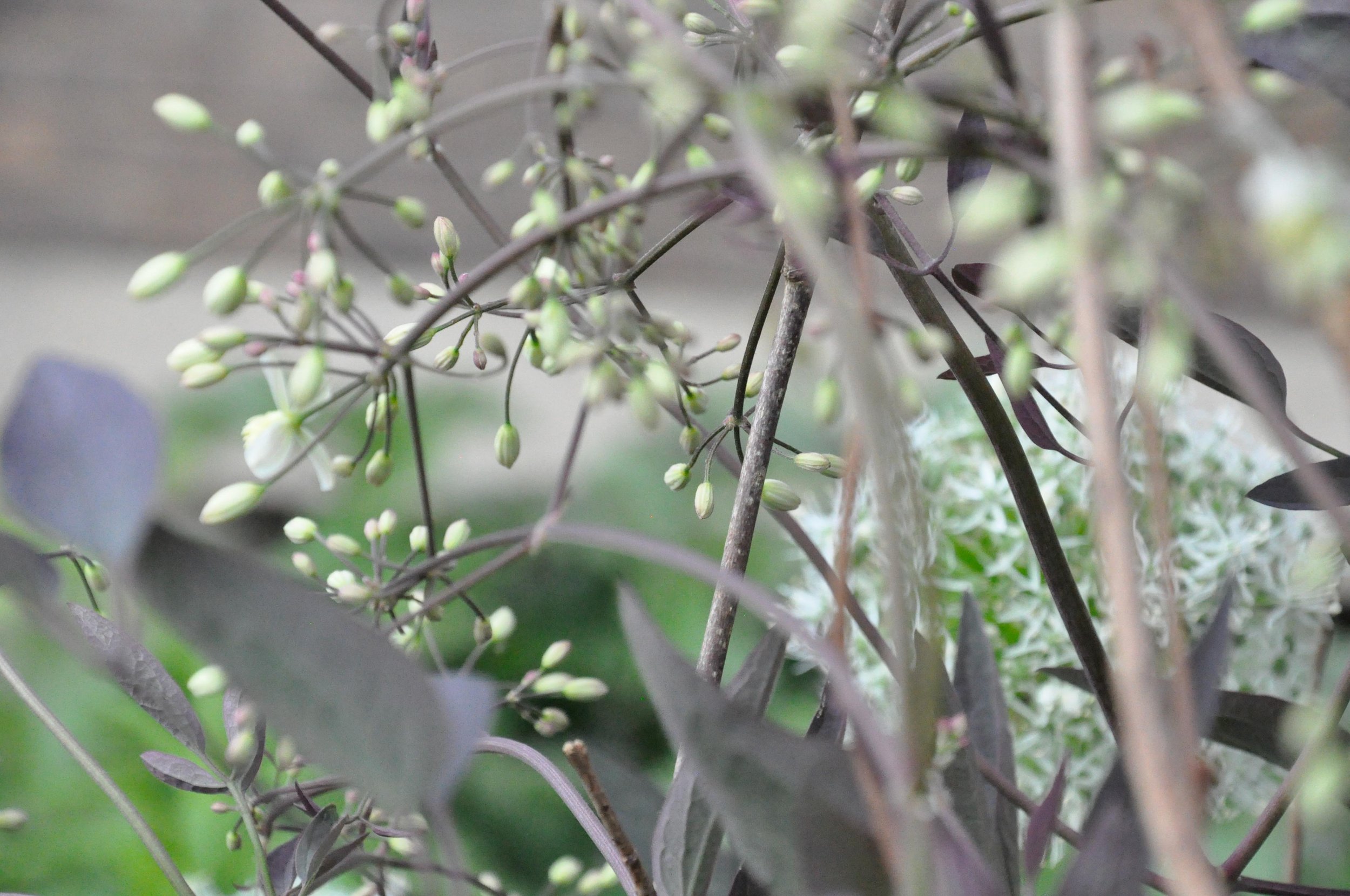 Close-up of a plant with numerous flower buds and small white flowers, some elongated dark leaves visible in the background.
