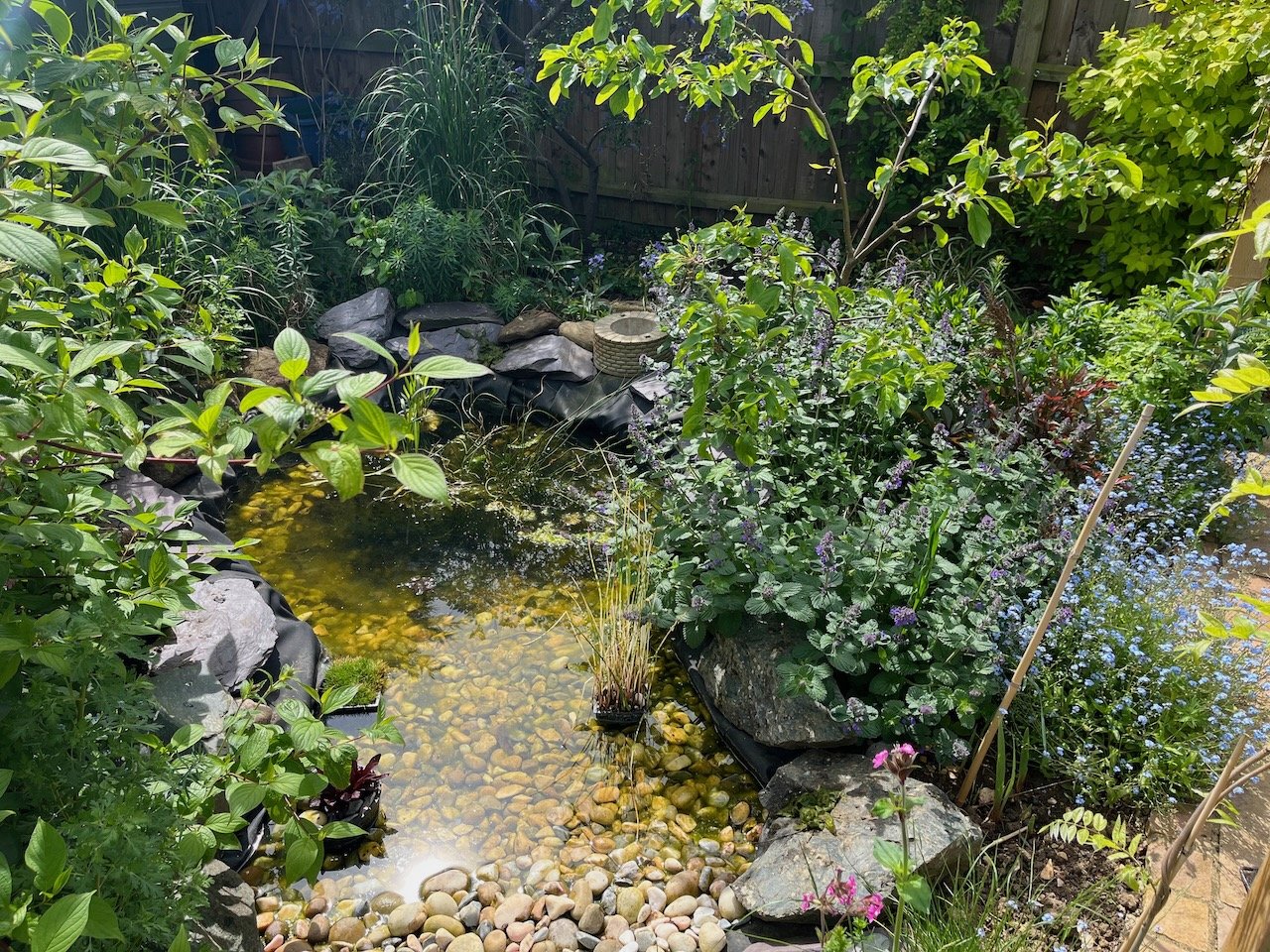 A lush backyard garden with a small pond surrounded by various green plants, shrubs, and flowers, enclosed by a wooden fence.