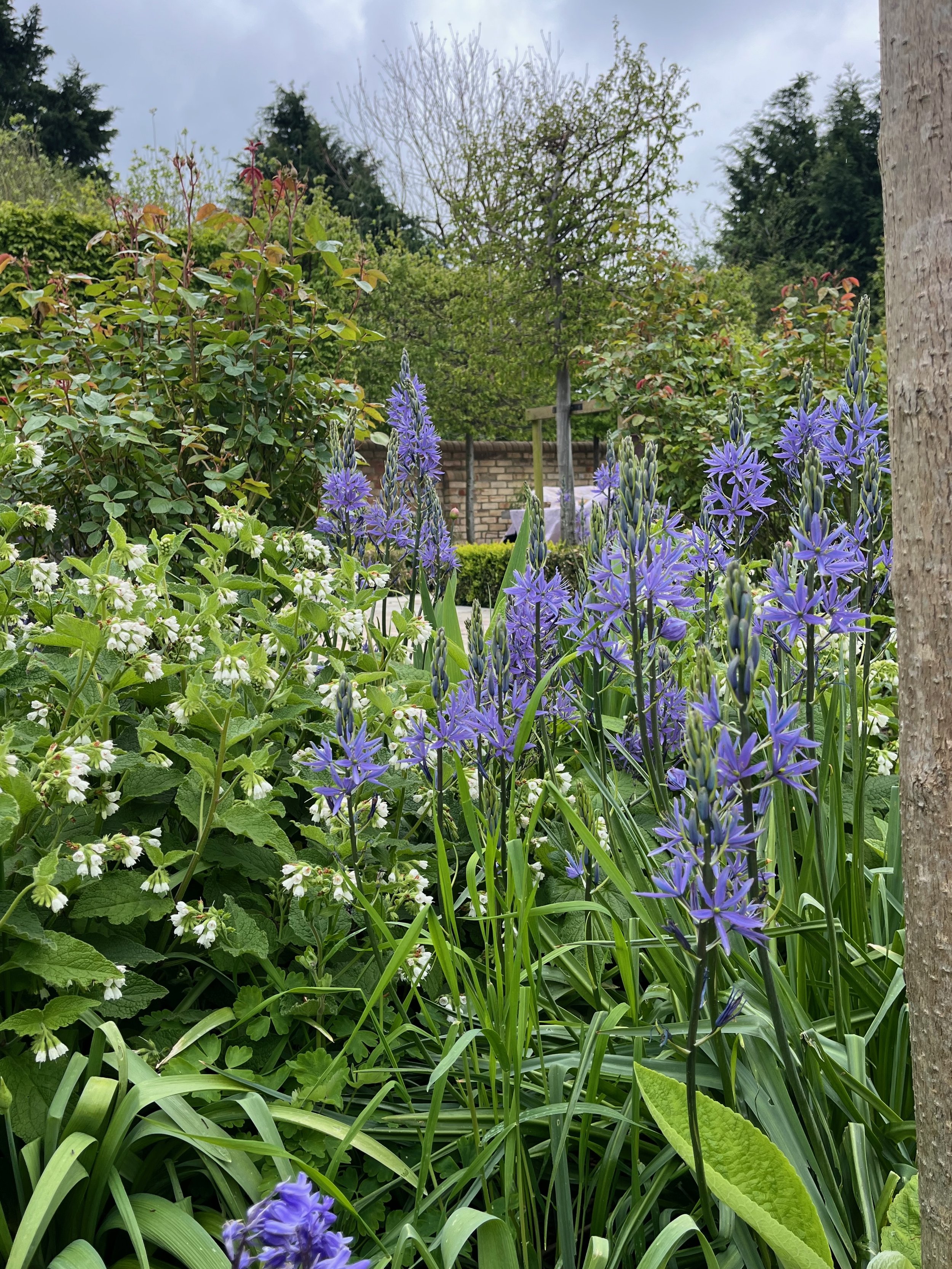 A garden with various purple, white, and green plants, including purple flowers, green foliage, a tree trunk on the right, and a background with trees, bushes, and a brick wall under a cloudy sky.