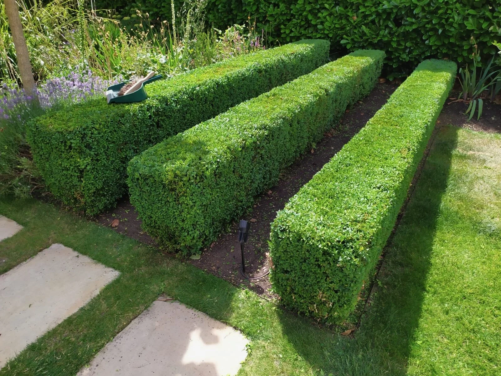 Trimmed green hedges in a garden with purple flowers and stepping stones on the grass.