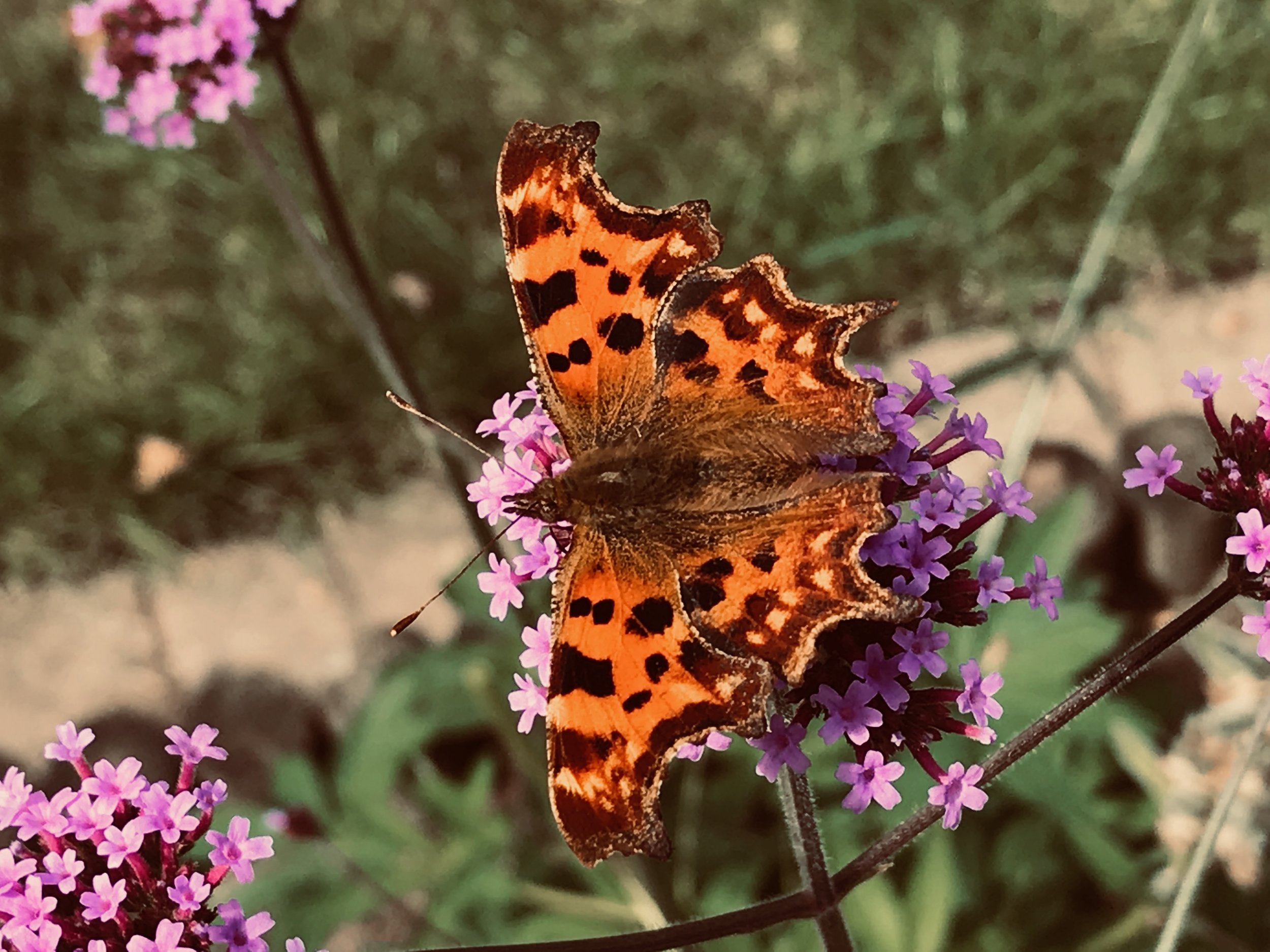 A butterfly with orange and black patterned wings perched on pink, purple, and red flowers.