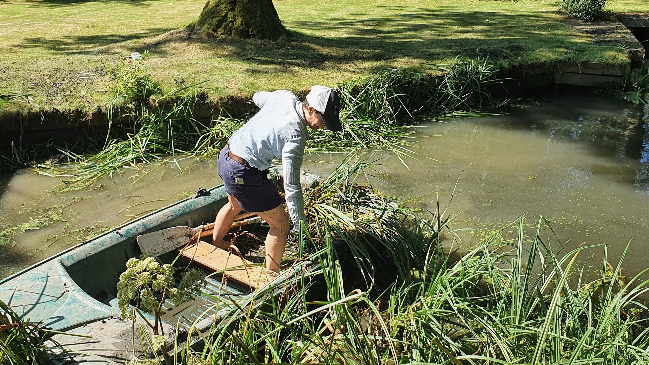 A person in a boat leaning over and removing aquatic plants from a pond. The person is wearing a white shirt, shorts, a cap, and gloves. The pond is surrounded by grass, trees, and other greenery.