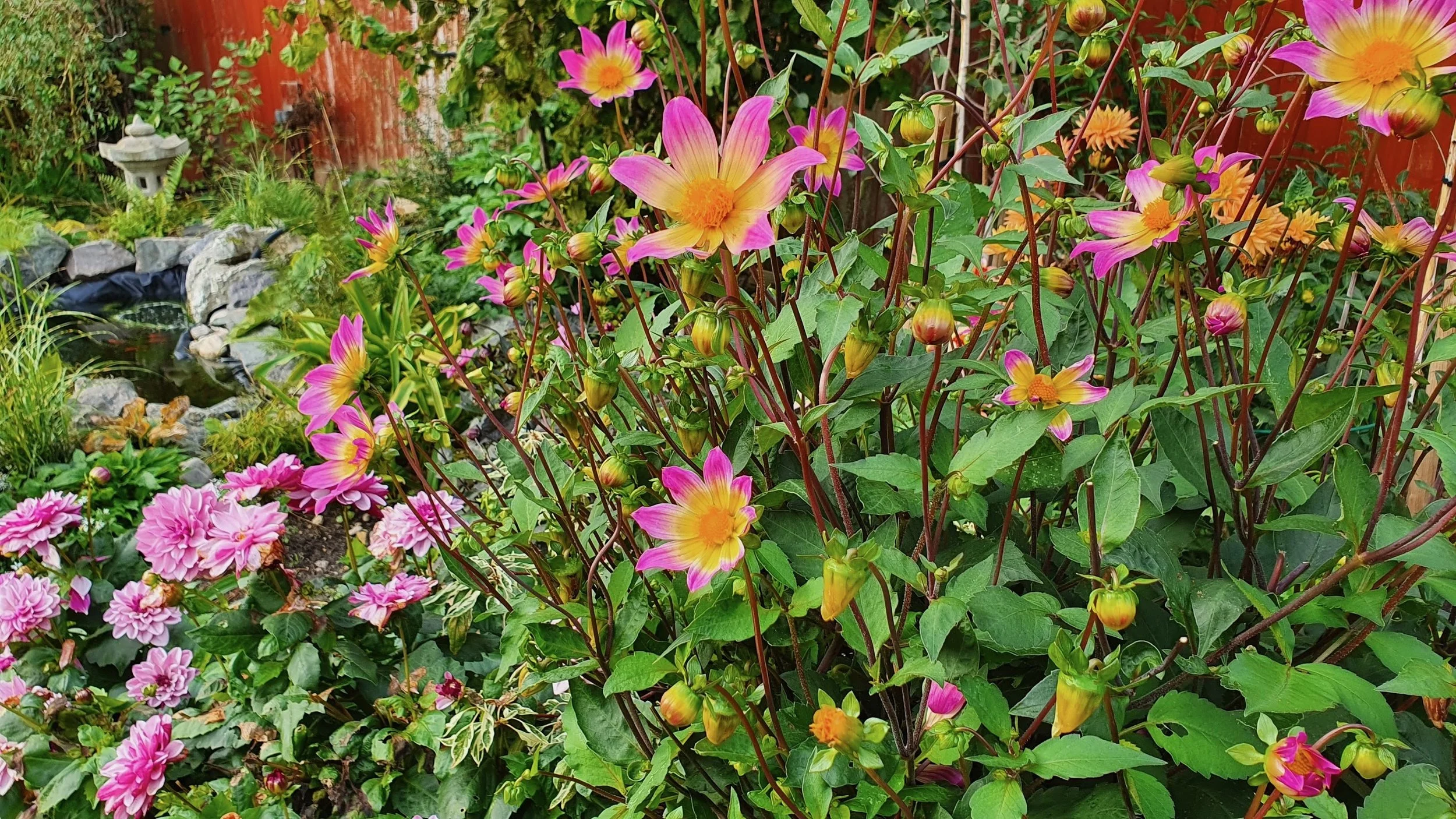 A lush garden filled with pink and yellow flowers, including dahlias and mums, with a small pond and a stone lantern in the background.