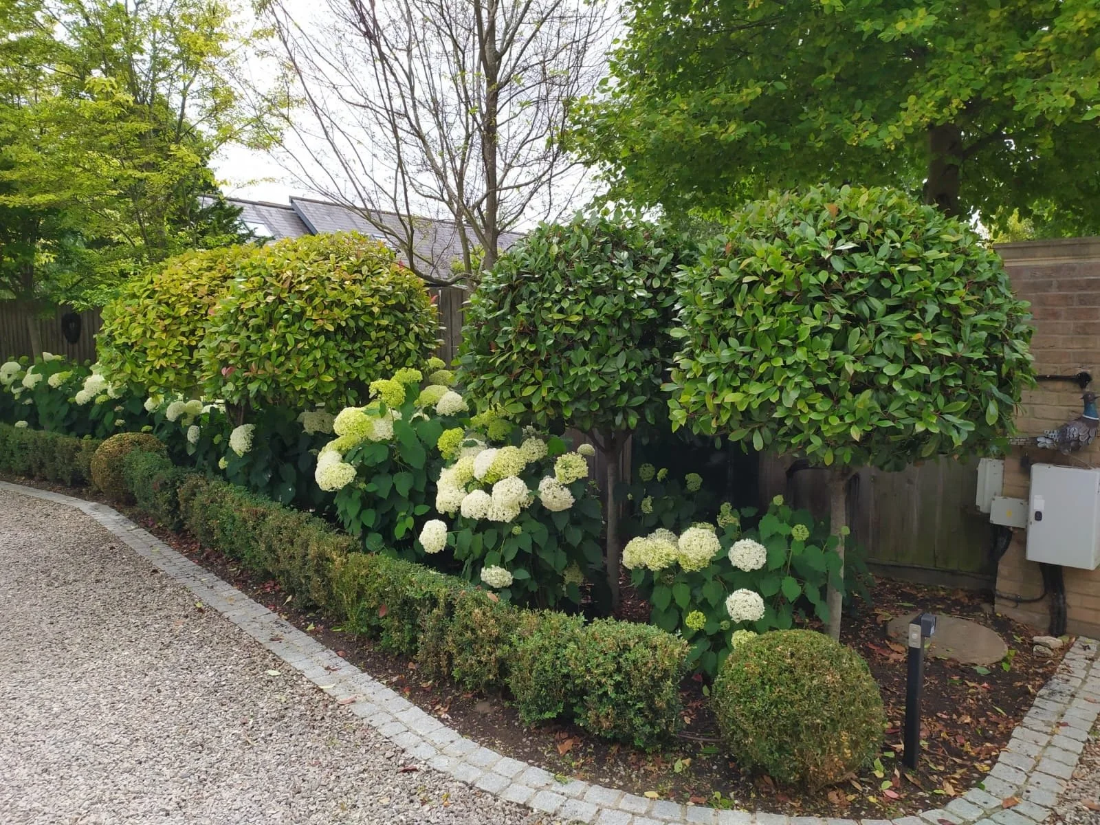 A landscaped garden with three trimmed bushes with green leaves, surrounded by white hydrangea flowers, and a small hedge border along a gravel pathway. There are trees, a wooden fence, a brick wall, and a house in the background.