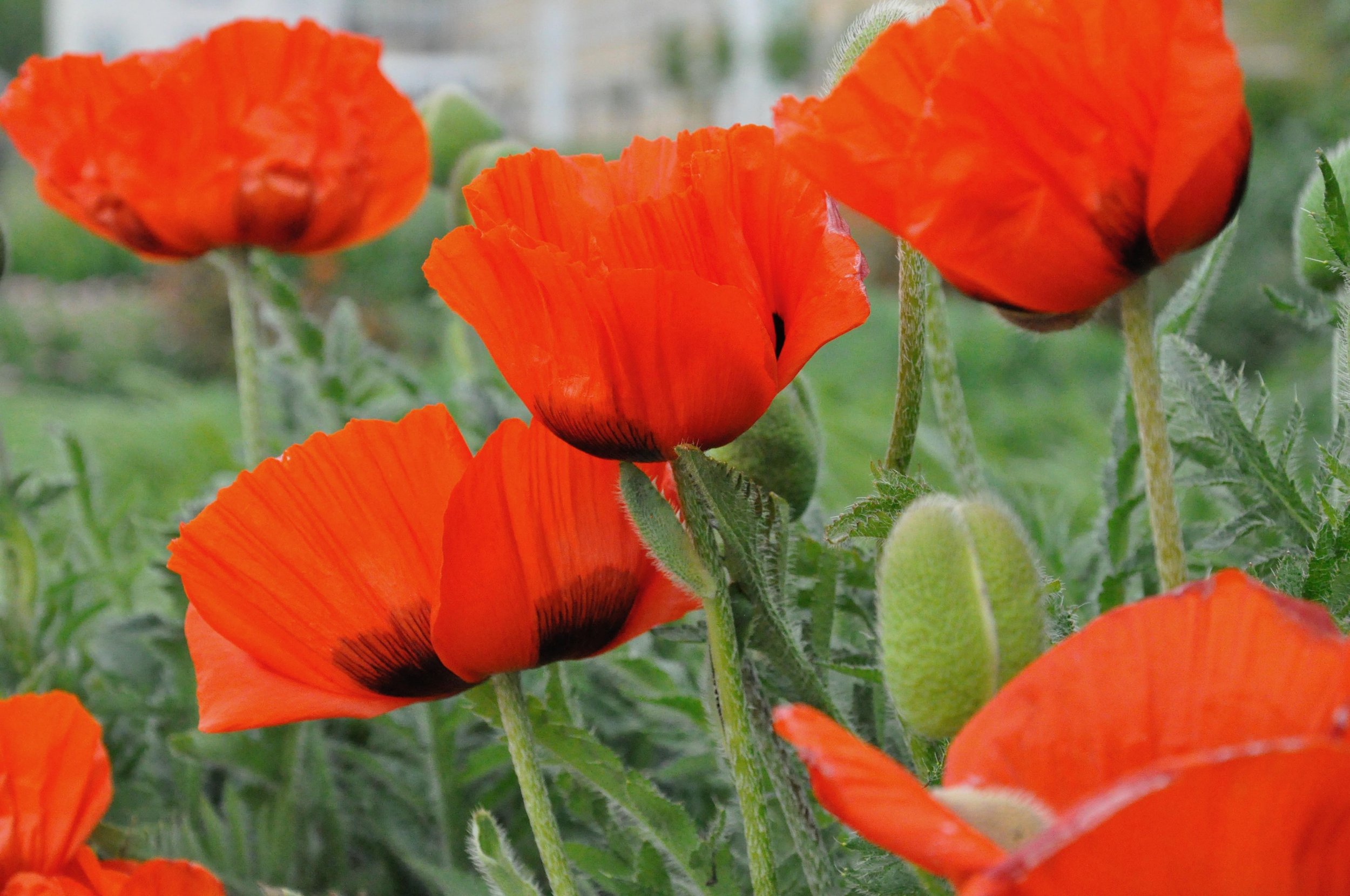 Close-up of vibrant red poppy flowers with green stems and leaves