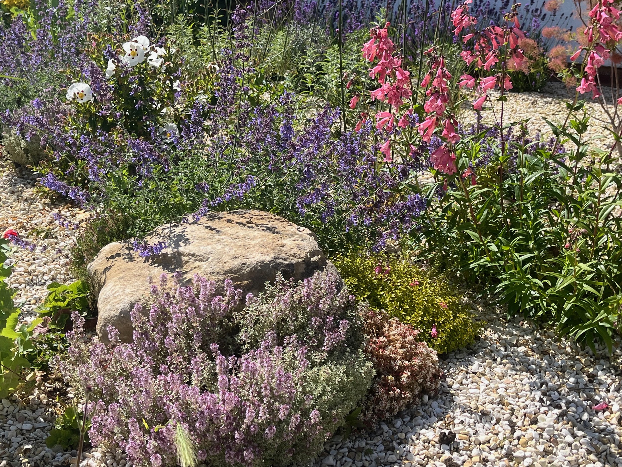 Colorful garden with purple, pink, and white flowers, large rock, and gravel ground.