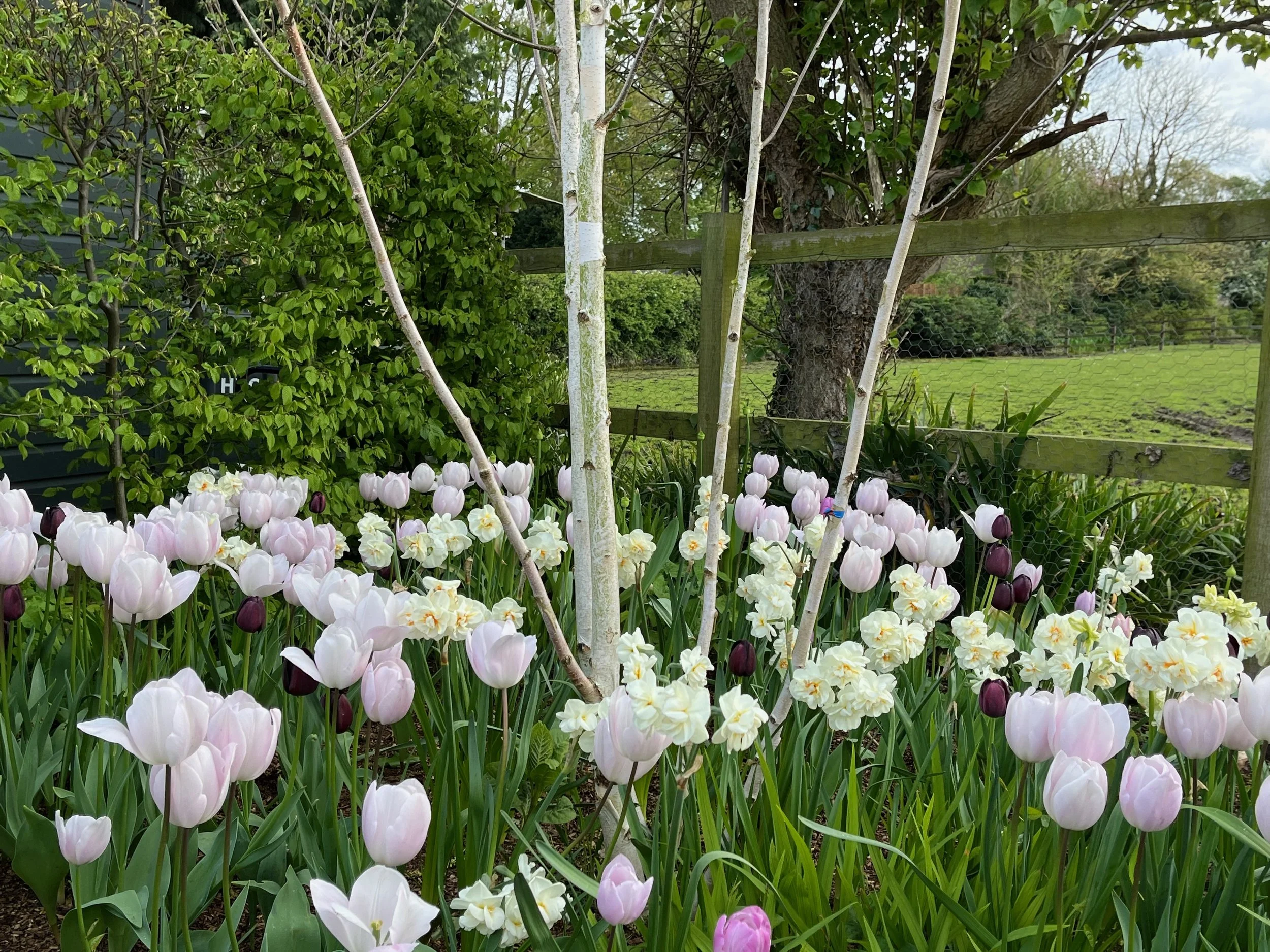 Colorful garden with pink, purple, and cream tulips in the foreground, green bushes on the left, a large tree in the background, and a wooden fence with wire fencing.