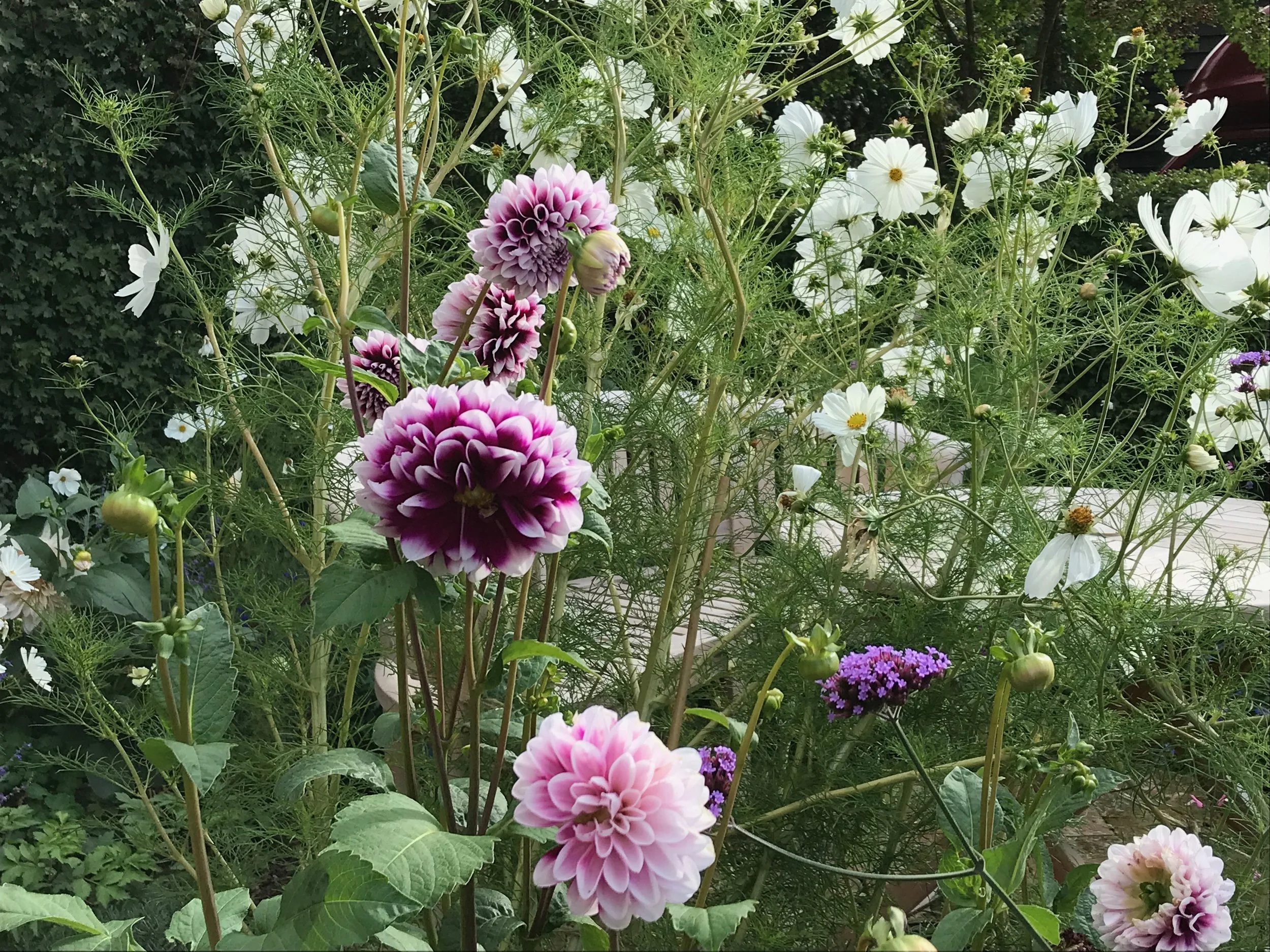 A garden with pink, white, and purple flowers among green foliage.