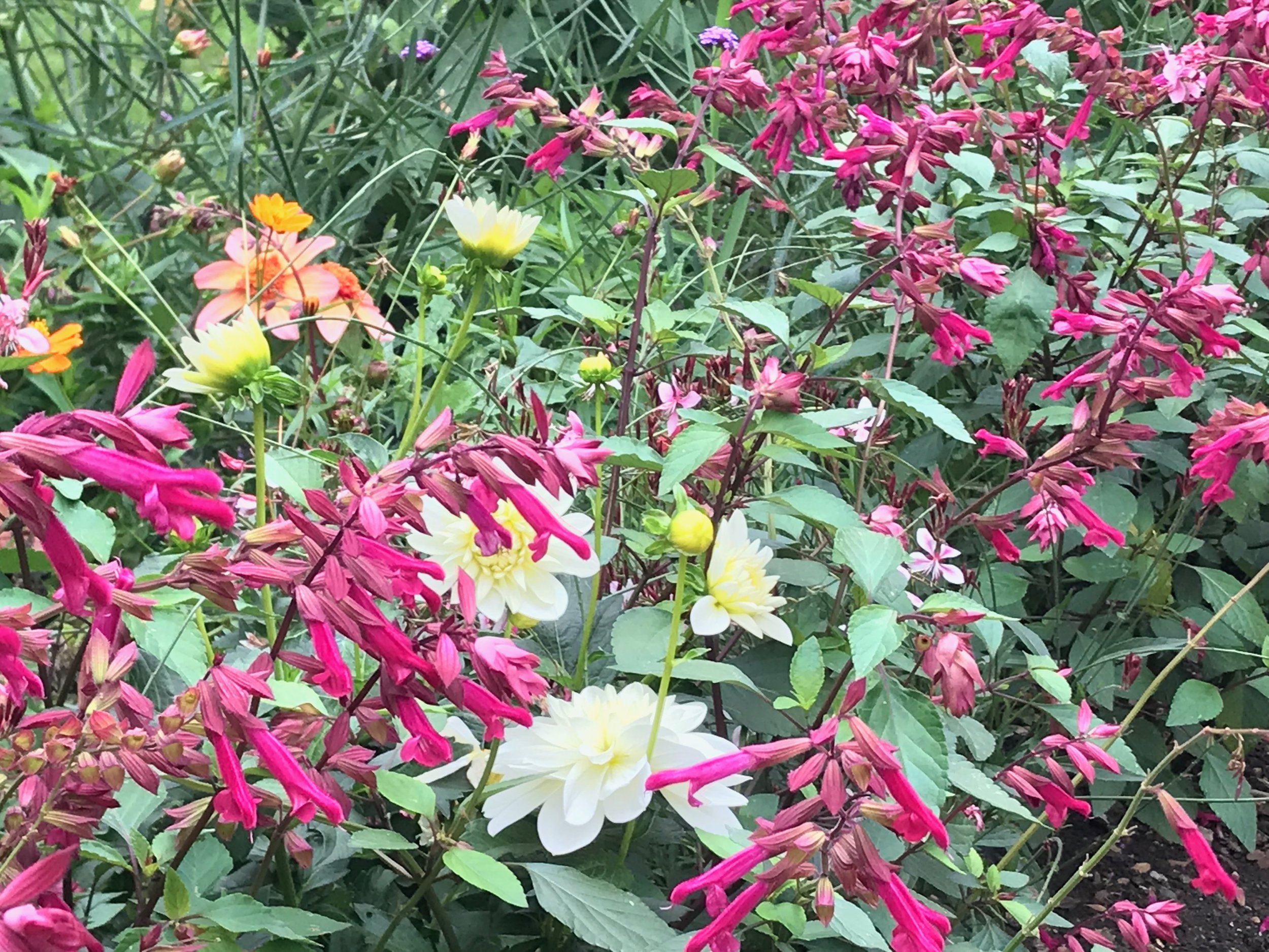 A variety of colorful flowers growing in a garden, including pink, white, orange, and purple blooms surrounded by green leaves.