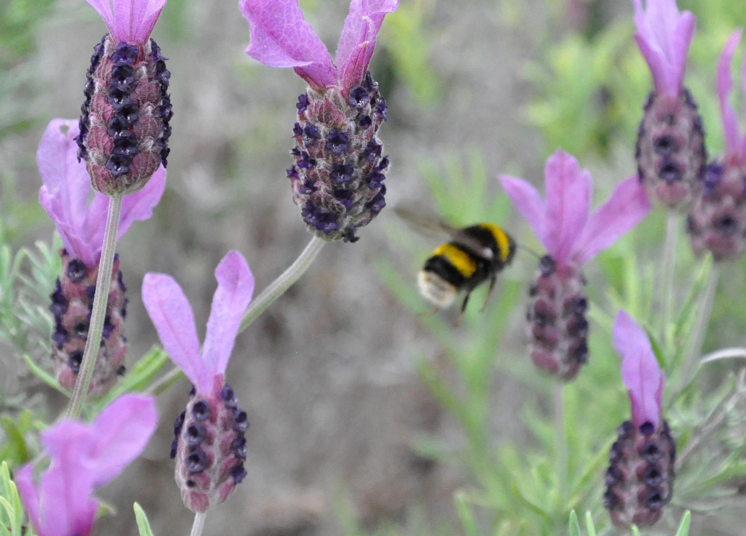 Close-up of lavender flowers in bloom with a bumblebee collecting nectar.