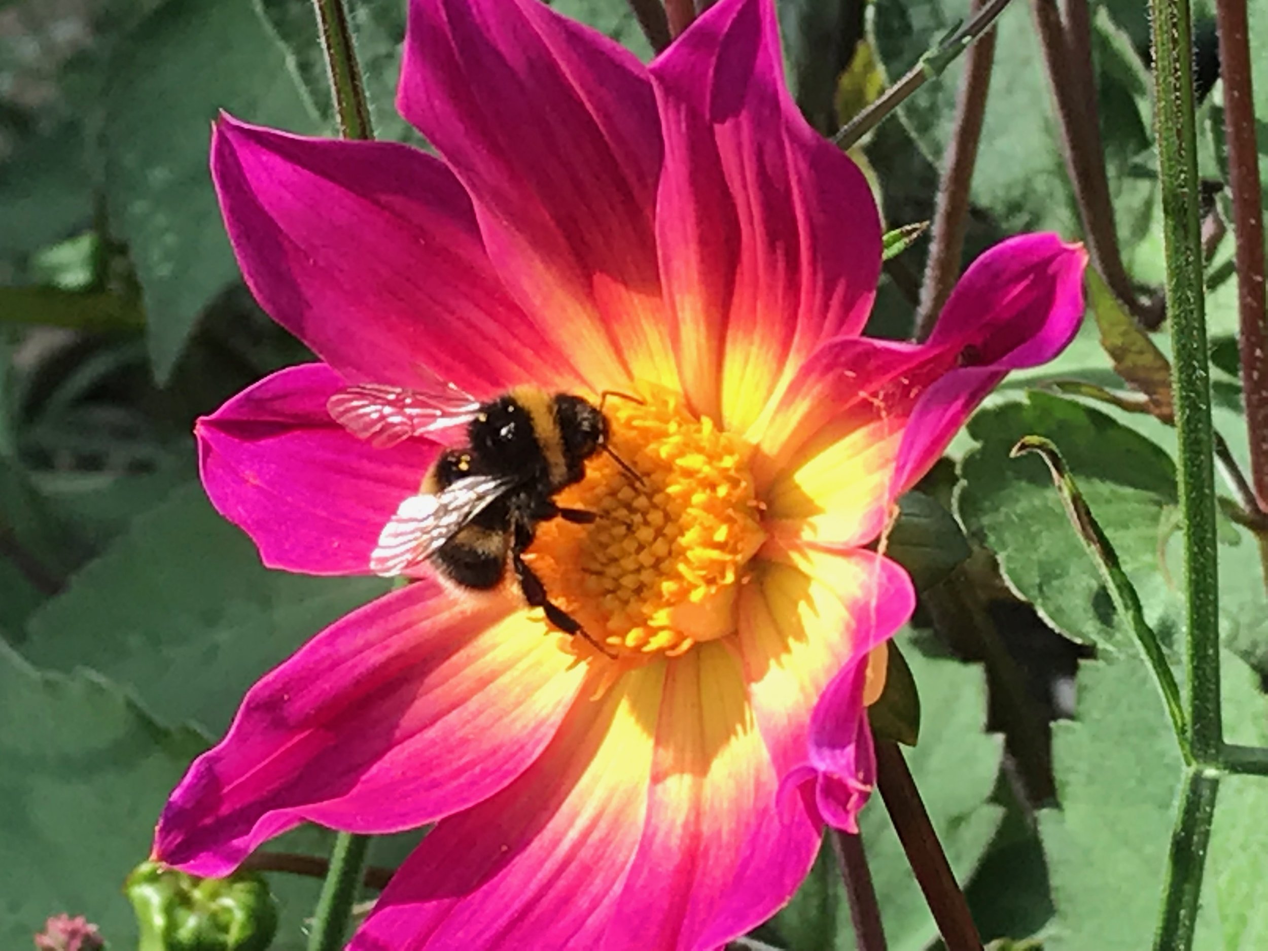 A magenta and yellow dahlia flower with a bumblebee collecting nectar on its yellow center, green leaves and stems in the background.