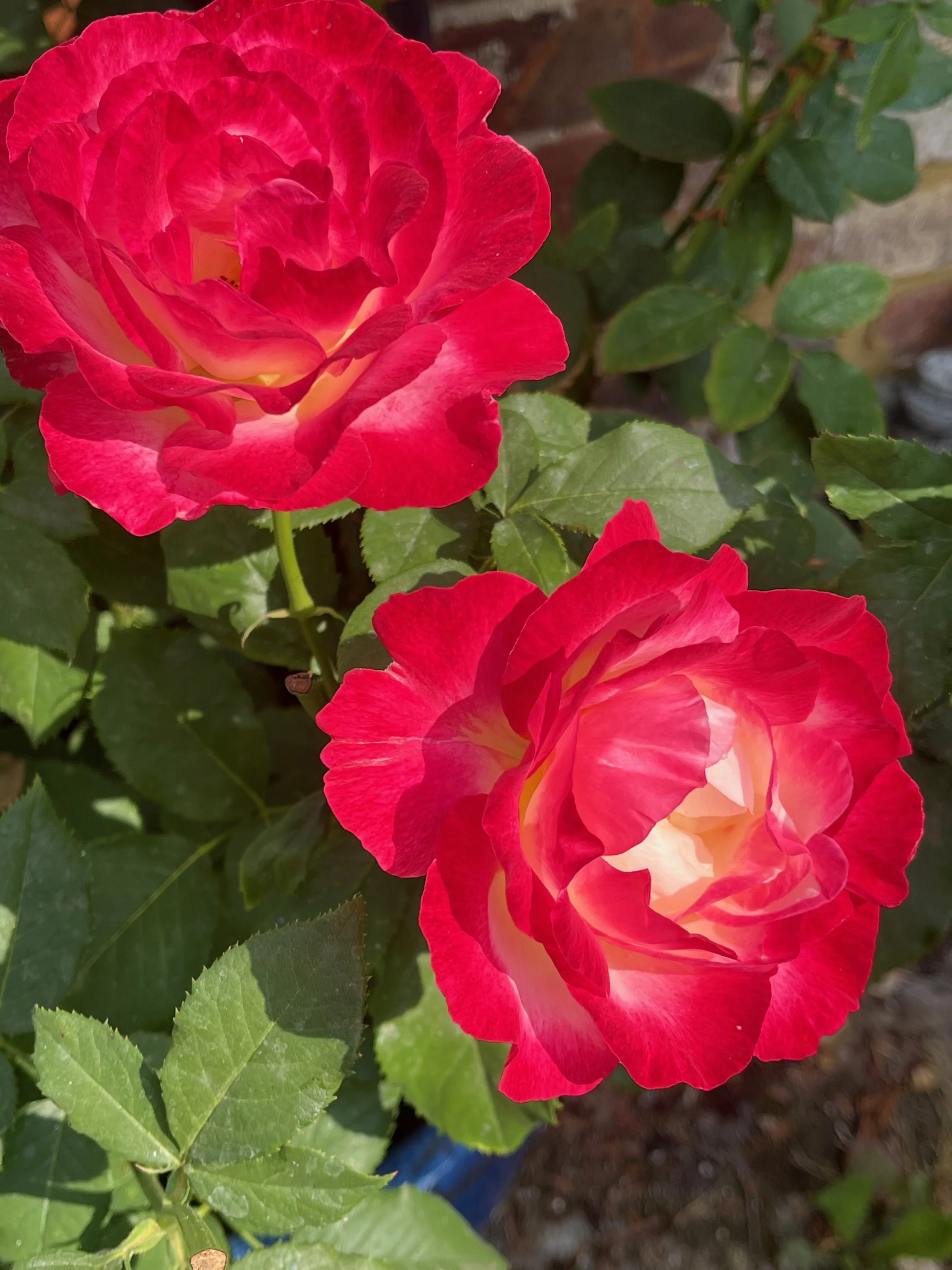 Close-up of two pink and white roses with green leaves in the background.