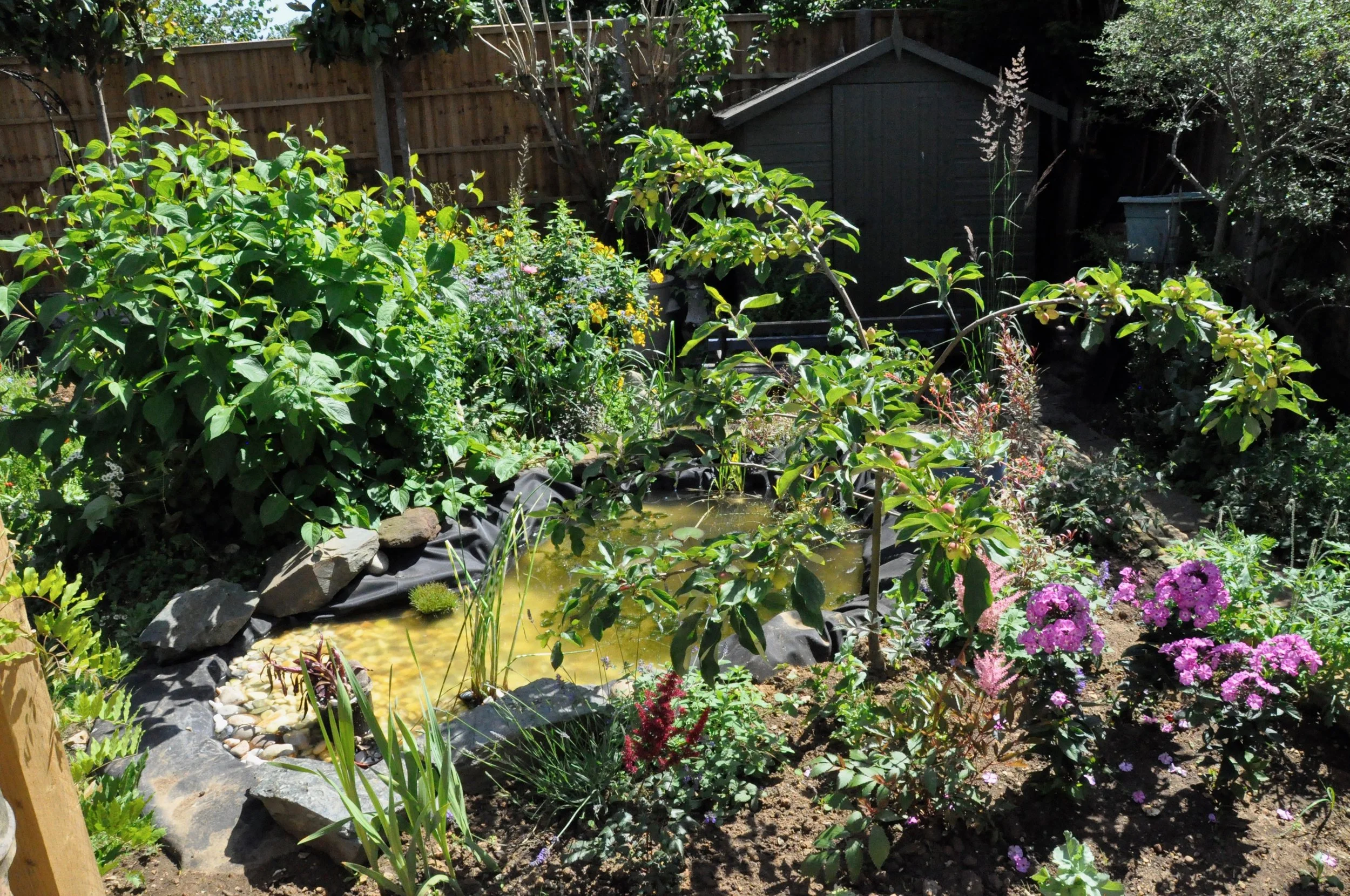A garden with lush green plants, colorful flowers, and a small pond, enclosed by a wooden fence and a shed in the background.