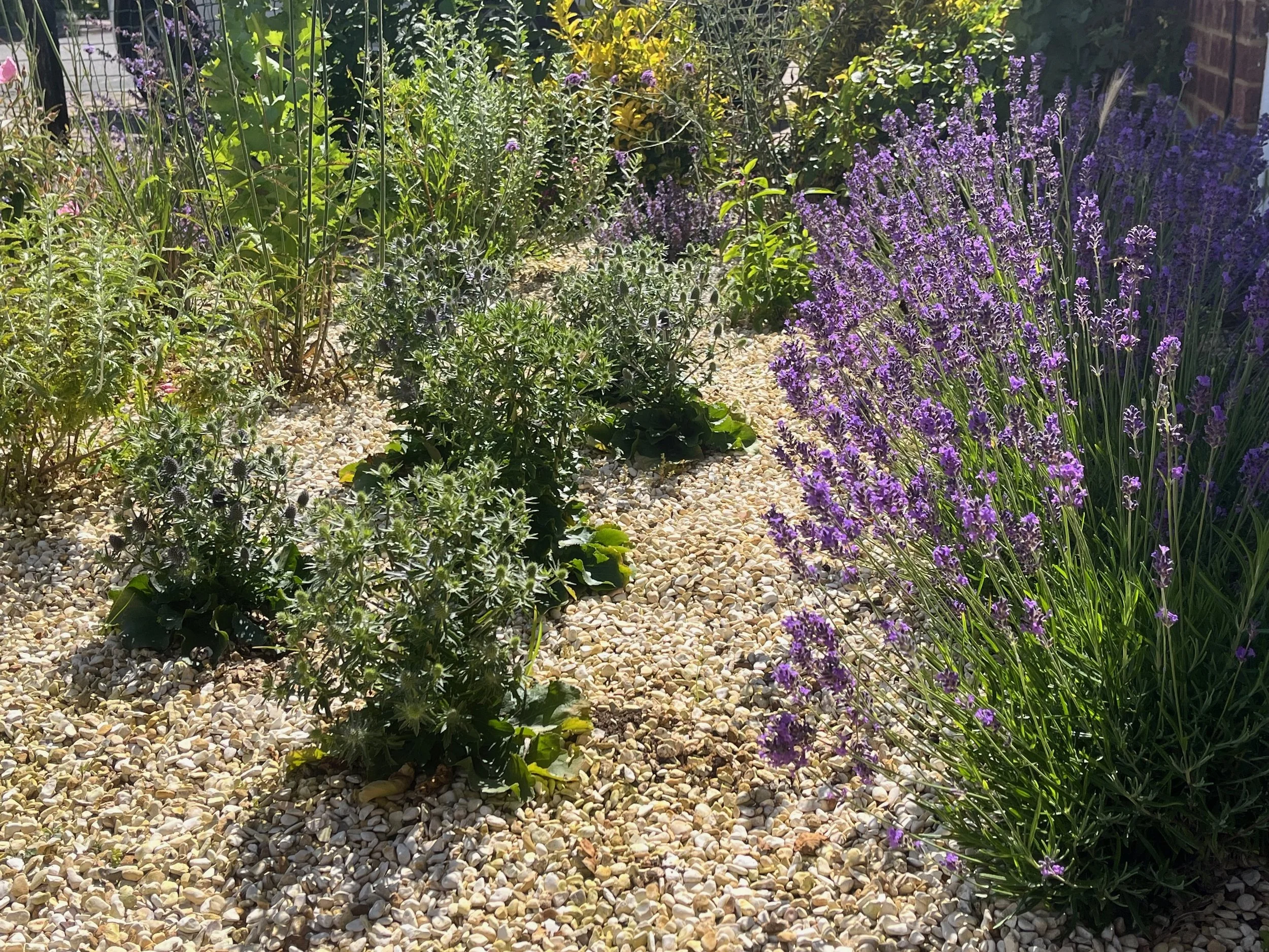 A garden pathway covered with white gravel, surrounded by purple flowering plants on the right and green leafy plants on the left, with a brick wall partially visible in the background.