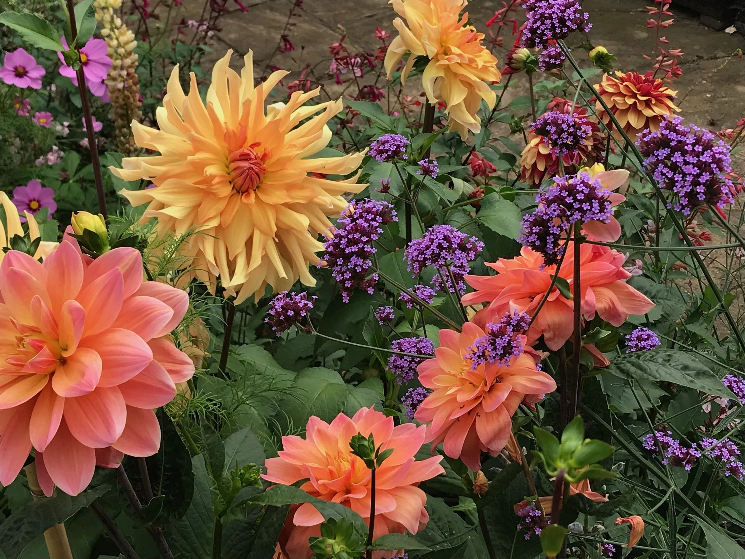 Colorful garden with pink, orange, yellow, and purple flowers and green foliage.