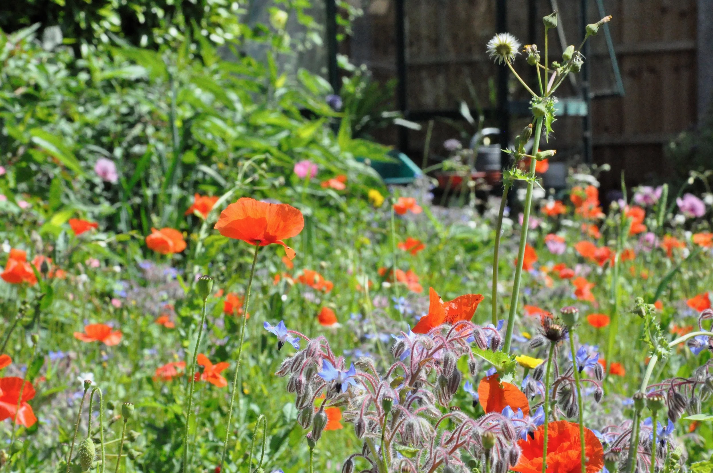 A garden filled with vibrant orange poppies and various other colorful flowers, with lush green foliage and a wooden fence in the background.