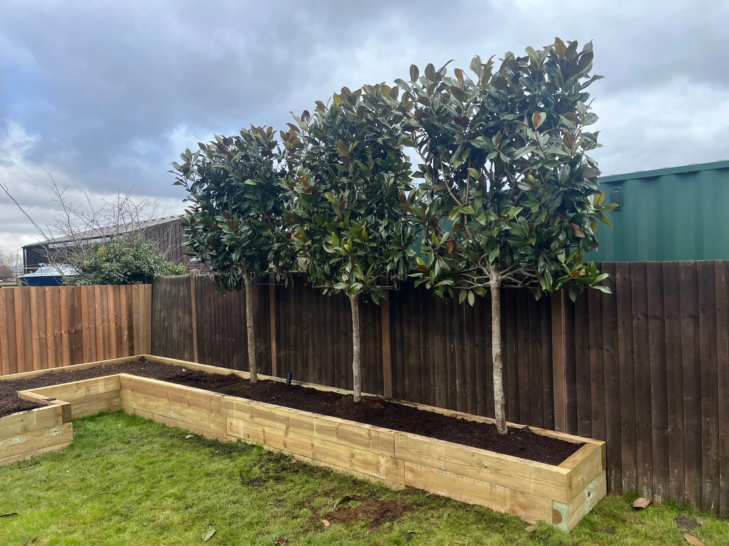 A backyard with a freshly planted garden bed bordered with wooden planks, a tall leafy tree, a fence, and cloudy sky.