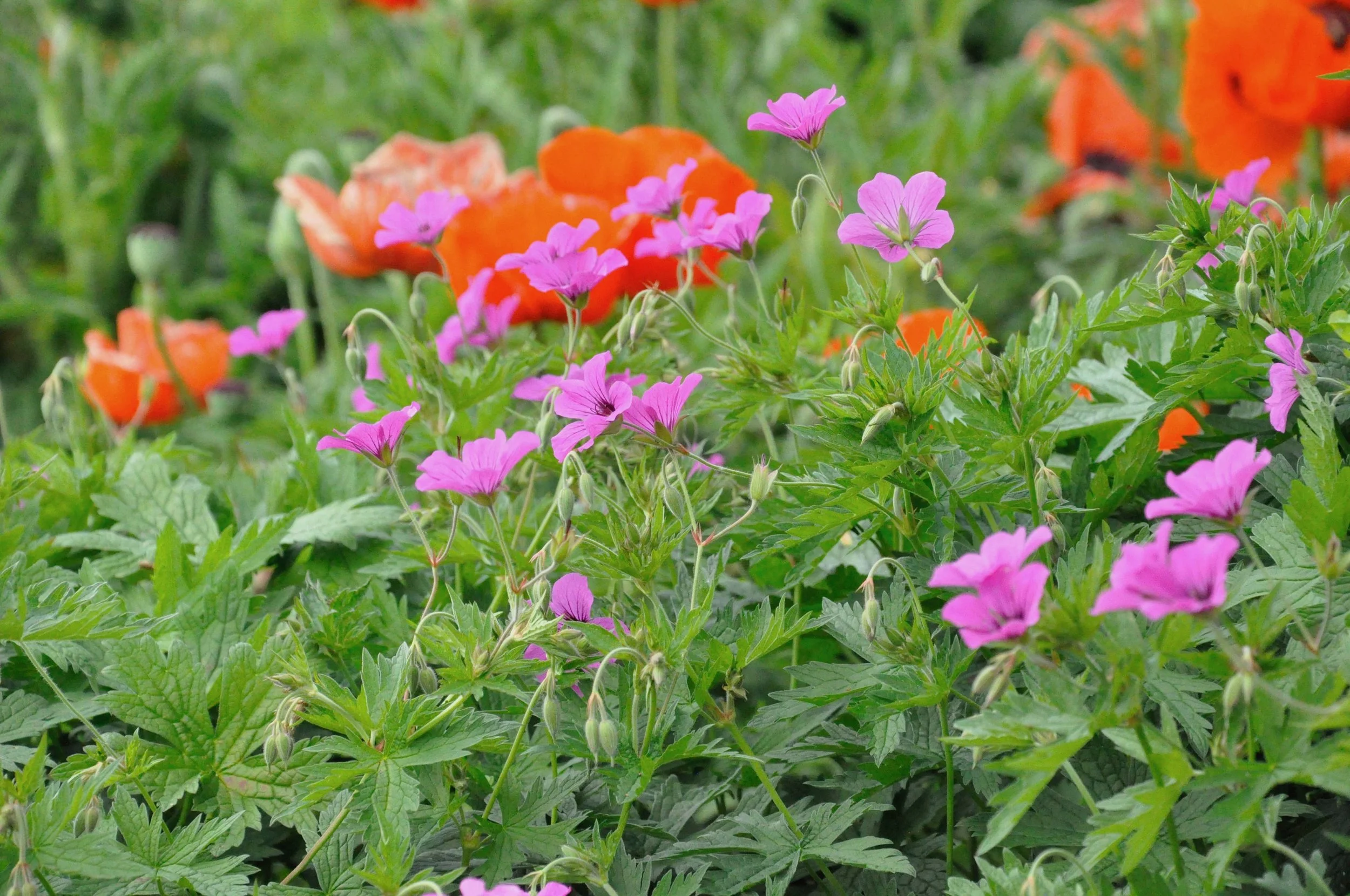 Pink and orange flowers growing among green foliage in a garden.
