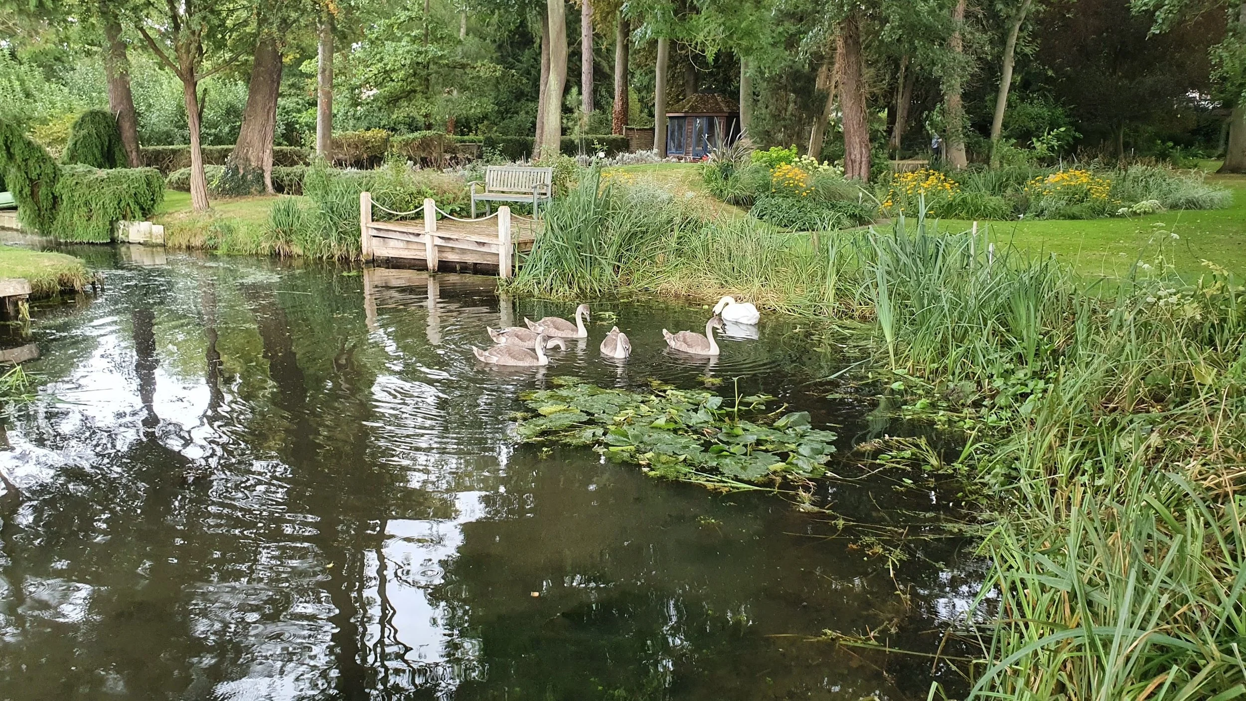 A small pond with lily pads and six swans swimming. The area is lush with green grass, trees, and yellow flowers, and a bench and small wooden dock are situated along the pond's edge.