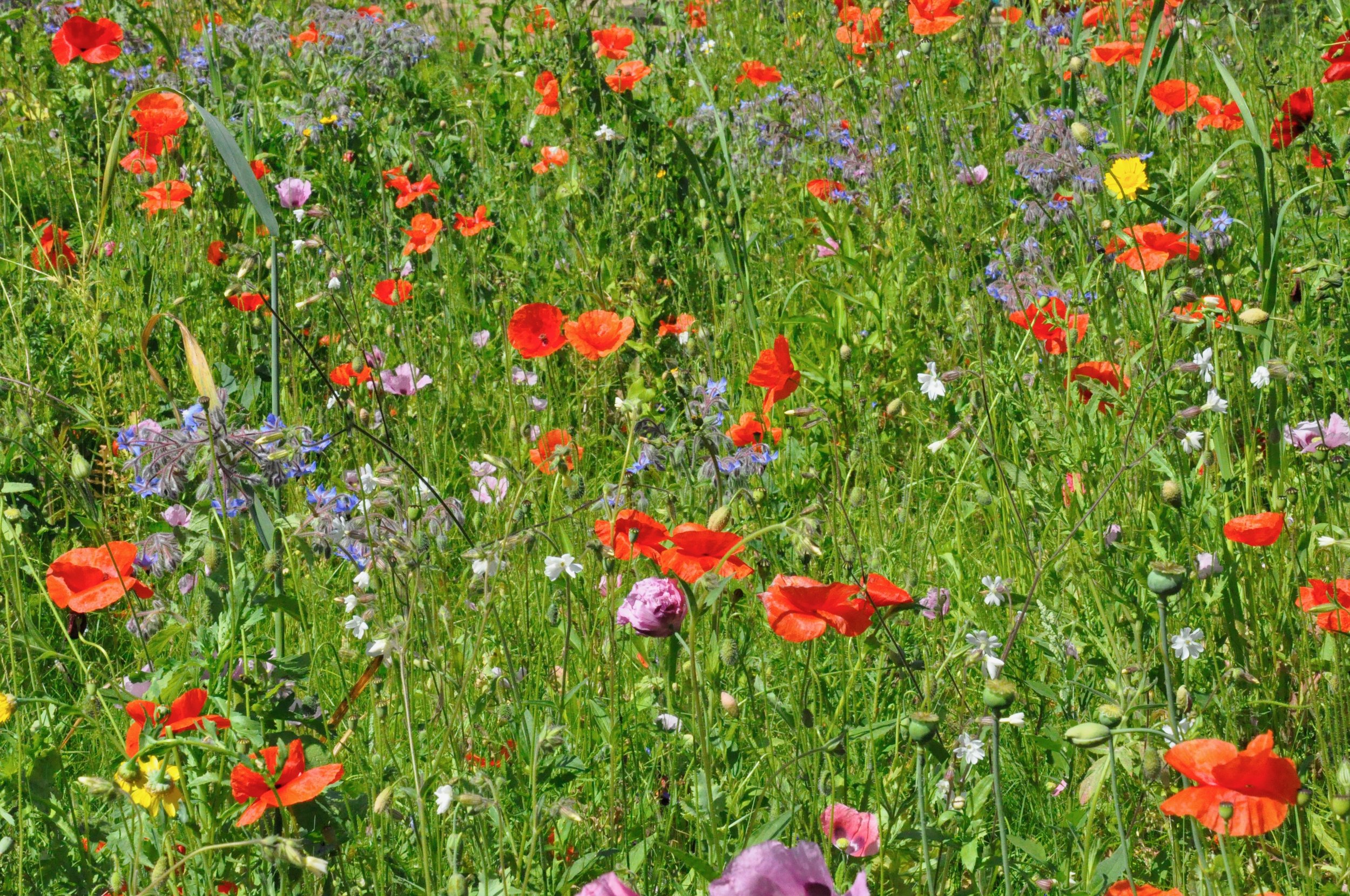 A field of blooming wildflowers including red poppies, purple, white, and yellow flowers under bright sunlight.