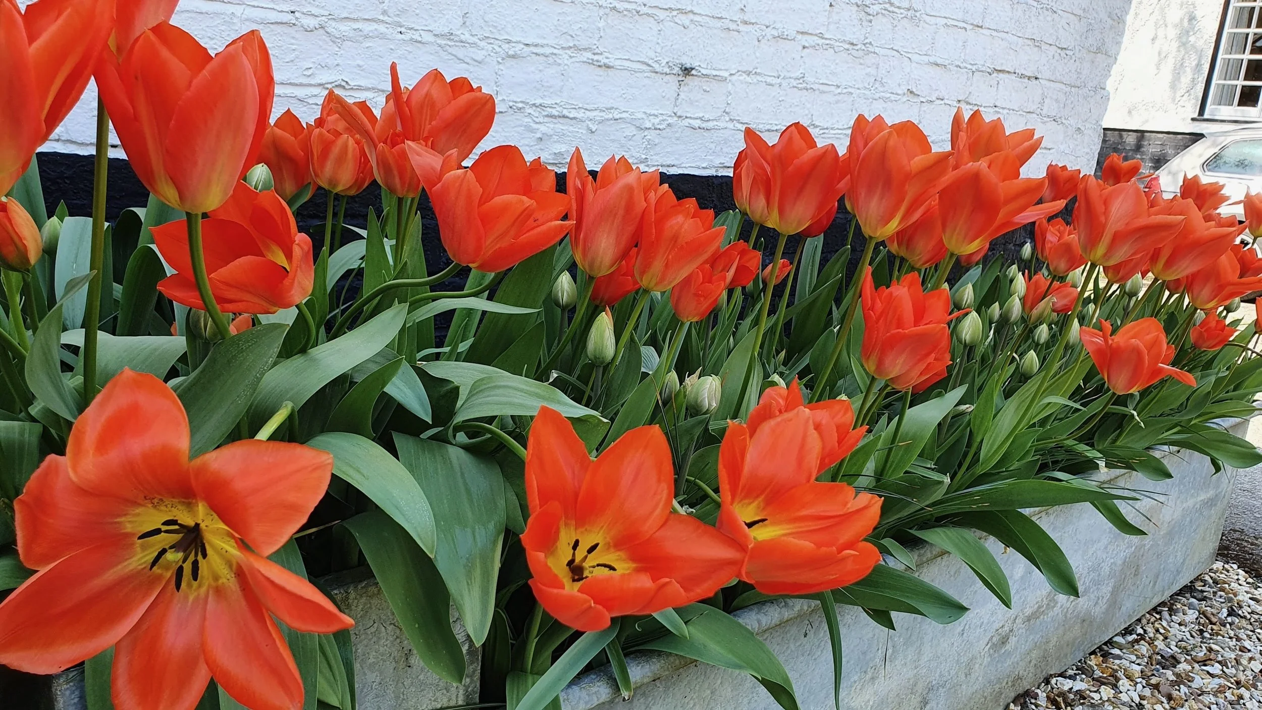 A flower bed filled with vibrant orange tulips against a white brick wall, with some tulips still in bud and others fully bloomed.