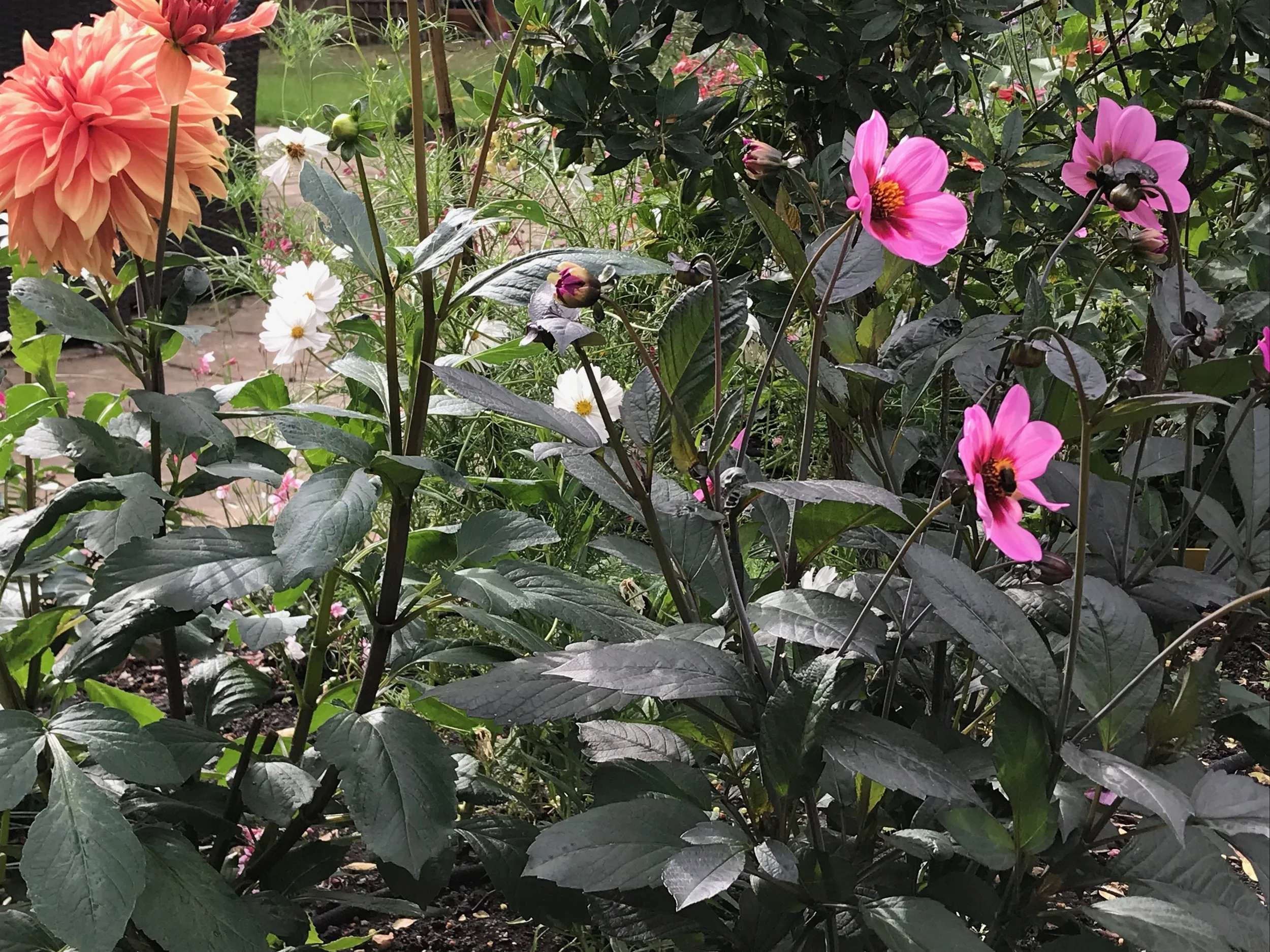 Various blooming flowers, including pink, white, and orange, with green leaves and stems in a garden setting.