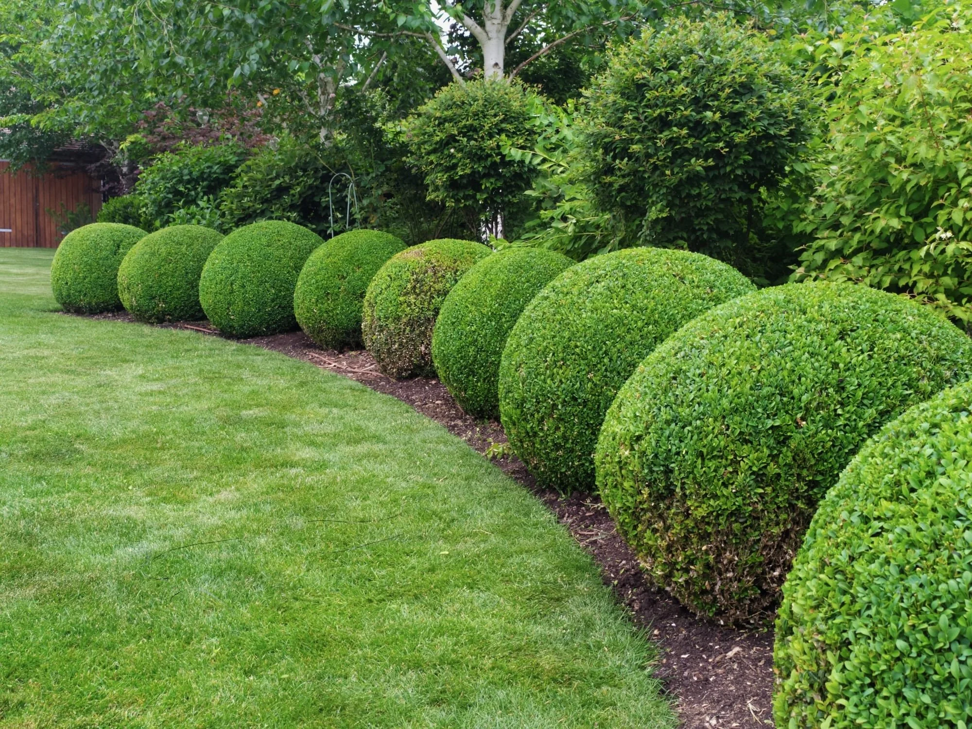 A neatly trimmed row of green spherical bushes lines a garden bed, with a green lawn in the foreground and various trees and shrubs in the background.