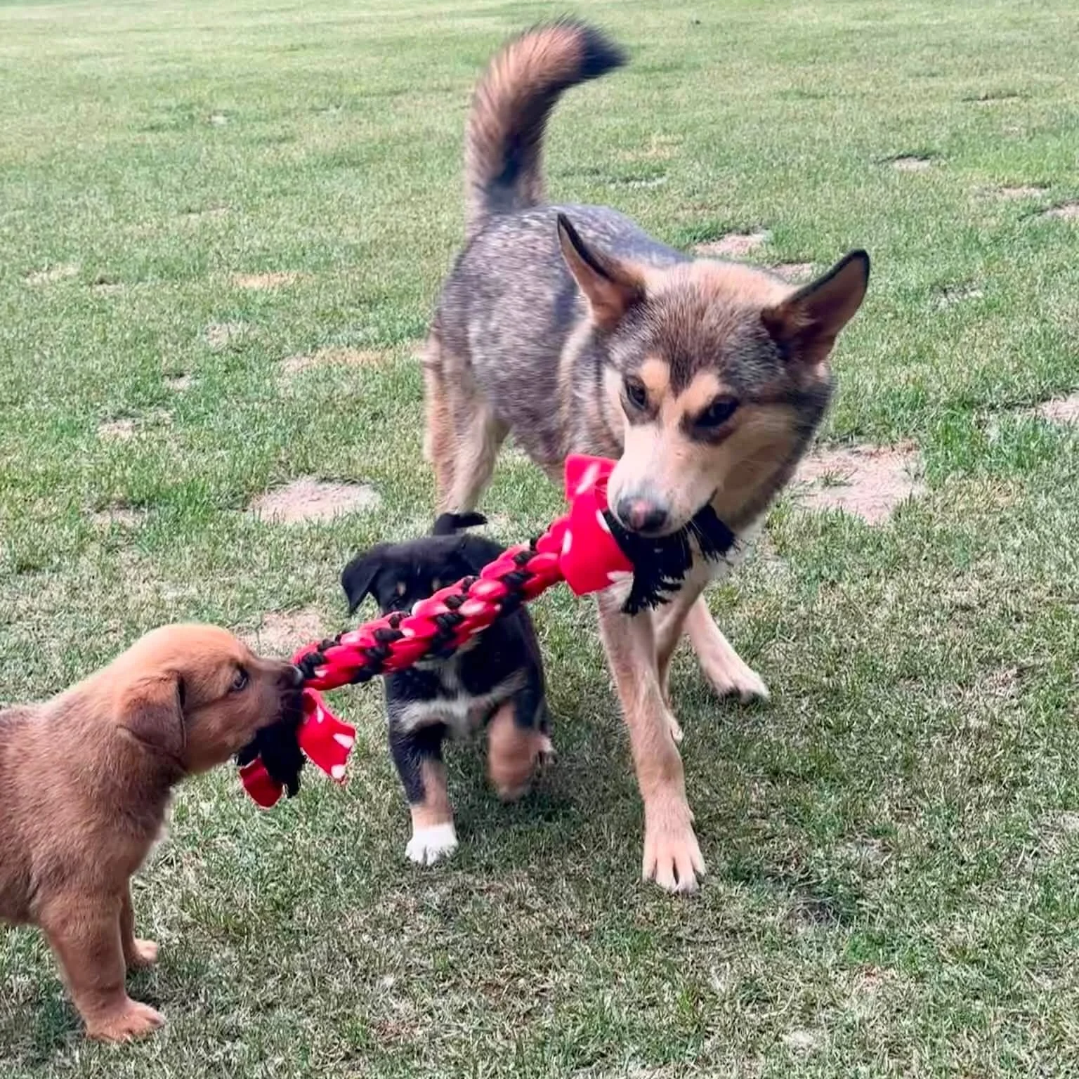 A dog playing tug-of-war with three puppies on a grassy field. The larger dog is holding a rope toy with puppies pulling from the other end.