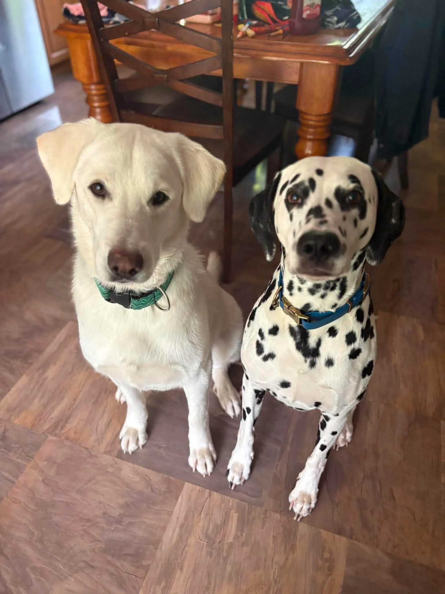 Two dogs, one yellow Labrador and one Dalmatian, sitting on a hardwood floor in front of a wooden dining table.