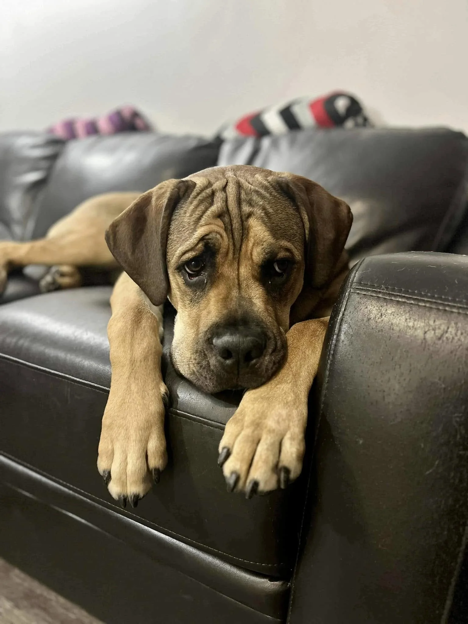 A puppy lying on a black leather couch with its head resting on the armrest, looking at the camera.
