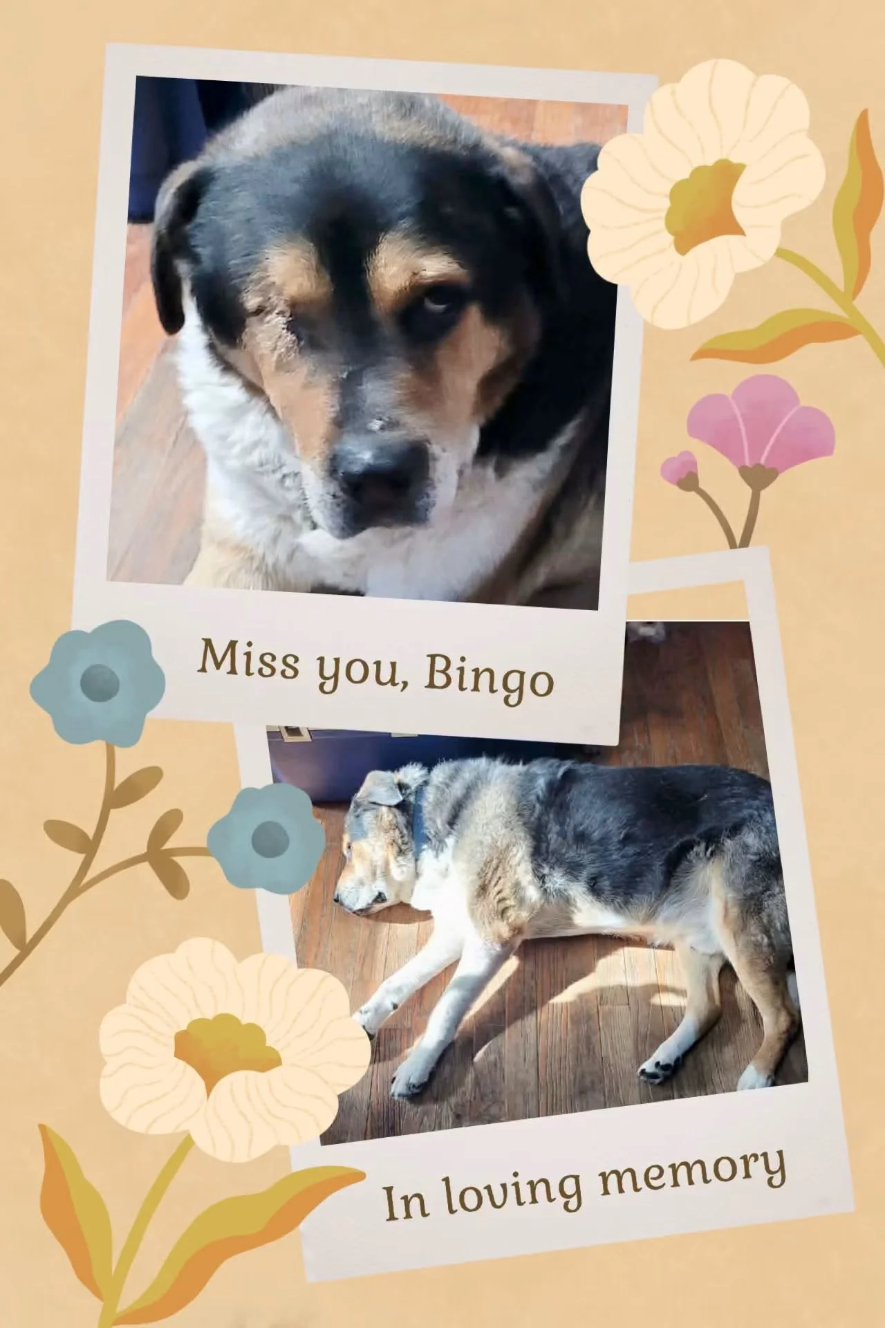 A memorial scrapbook page with photos of two dogs, one black and tan and the other gray and white, surrounded by floral illustrations. The page reads: "Miss you, Bingo" and "In loving memory."
