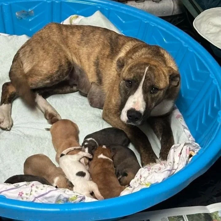 Adult dog lying in a blue plastic whelping box with several small puppies around it.