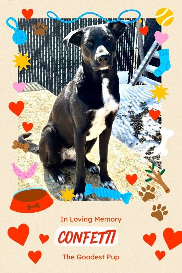A black dog with white markings sitting outdoors on a stone surface, surrounded by colorful dog-related illustrations including hearts, bones, a dog bowl, and toys. The background features a black wooden fence and some snow. A memorial text reads: "In Loving Memory CONFETTI The Goodest Pup."