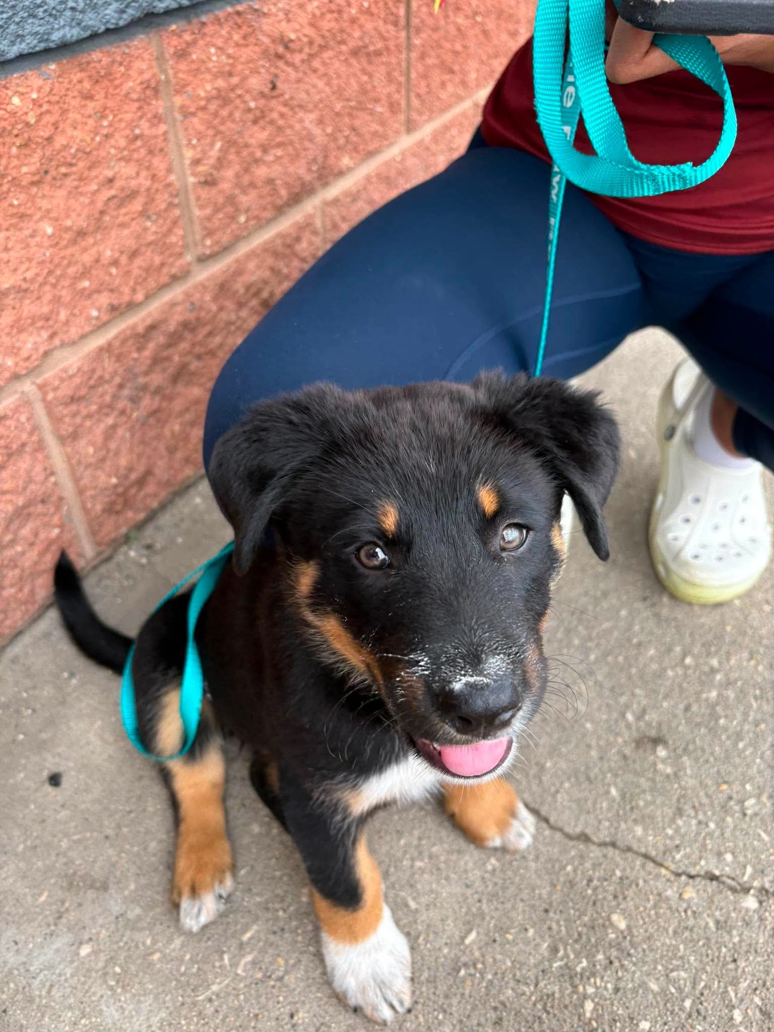 Young black and tan puppy sitting on concrete sidewalk, looking up, with a person in white sneakers and red shorts nearby, and a brick wall in the background.
