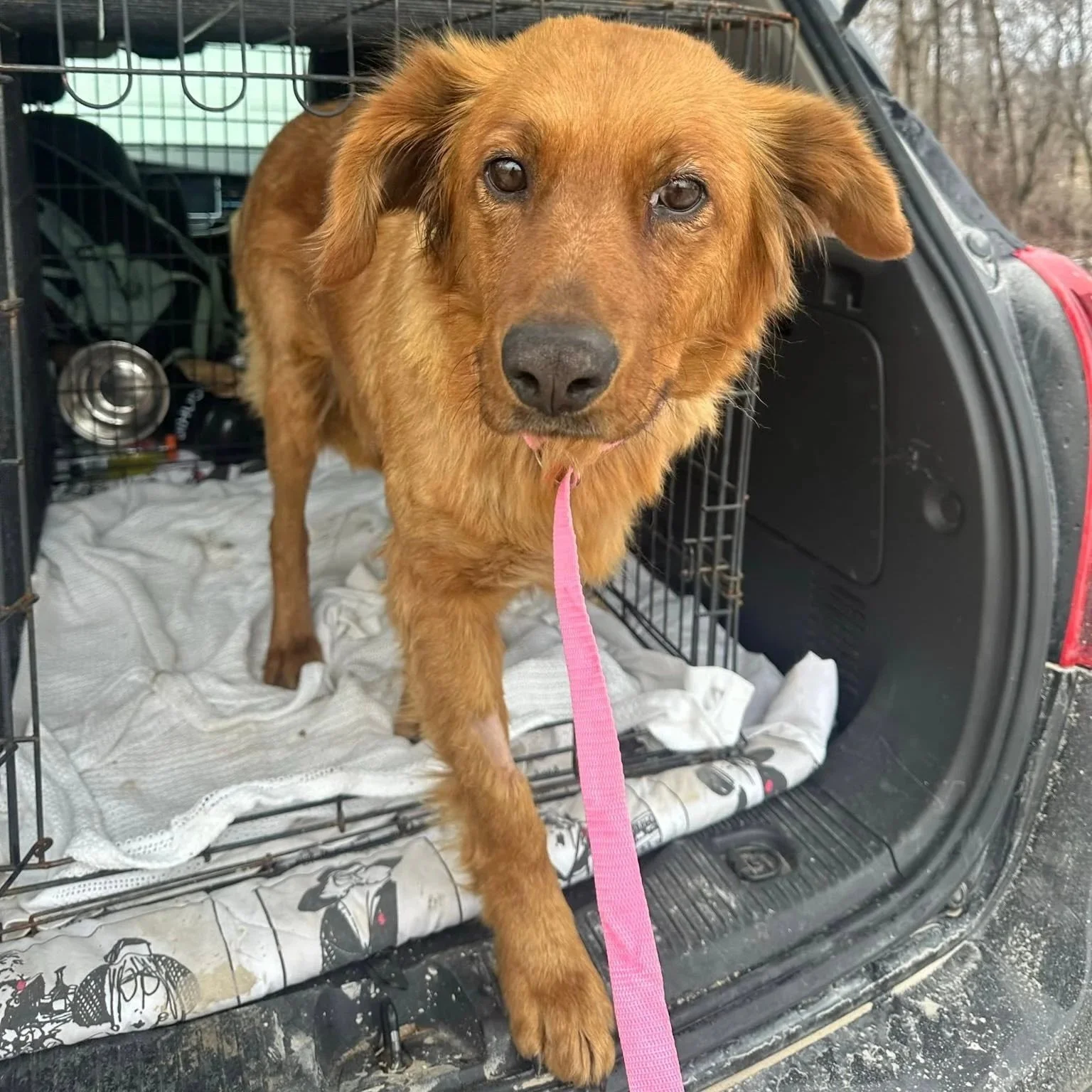 A brown dog standing in the open trunk of a vehicle, with one paw hanging out and wearing a pink leash, inside a pet crate.