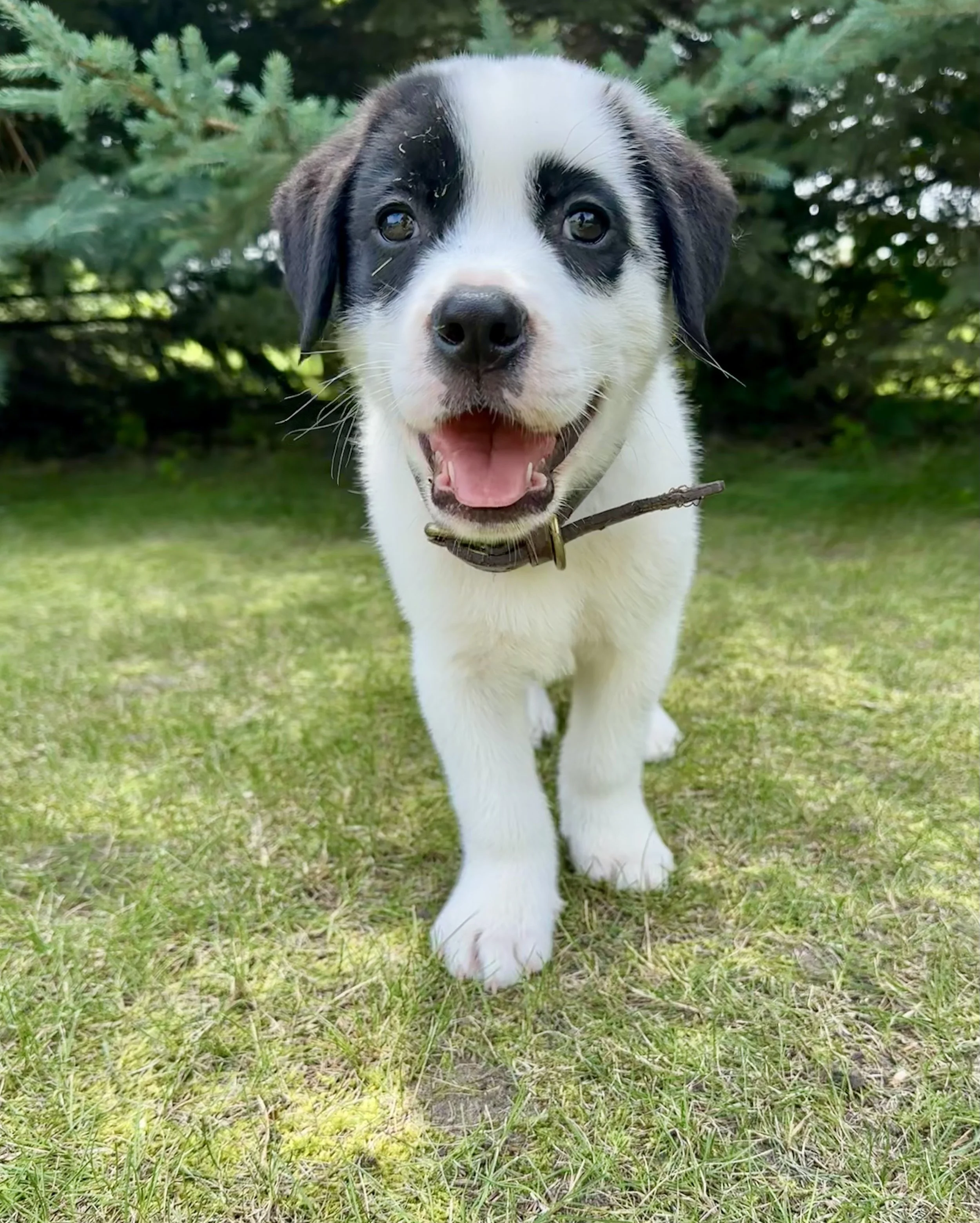 Close-up of a happy puppy walking on grass with green trees in the background.