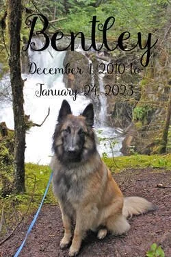 A German Shepherd sitting outdoors near a stream in a forest, with trees and greenery in the background. Overlaid text reads: 'Bentley, December 1, 2010 - January 24, 2023.'