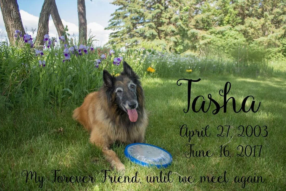 A dog sitting on grass next to purple flowers and trees in a park, with text overlay about the dog's name Tasha and her birth and death dates, and a message about friendship.