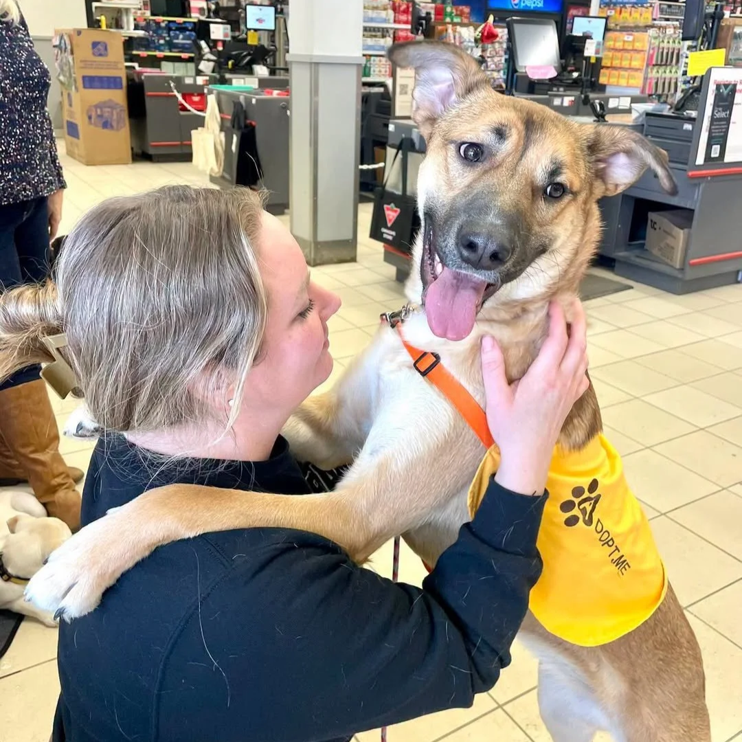 A woman with blonde hair holding a happy large brown and white dog with floppy ears and a pink tongue, wearing a yellow service vest, in a store with checkout counters in the background.