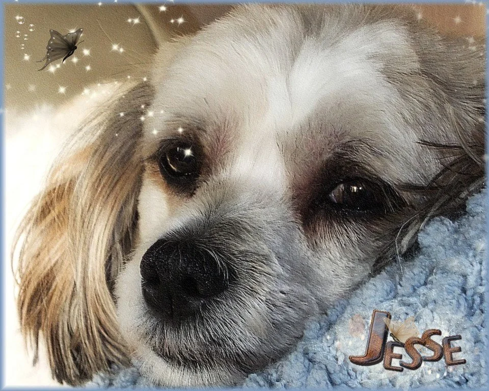 Close-up of a small dog with long blonde ears resting its head on a blue blanket, with a butterfly and sparkles added to the photo, and text reading "JESSE" in the bottom right corner.