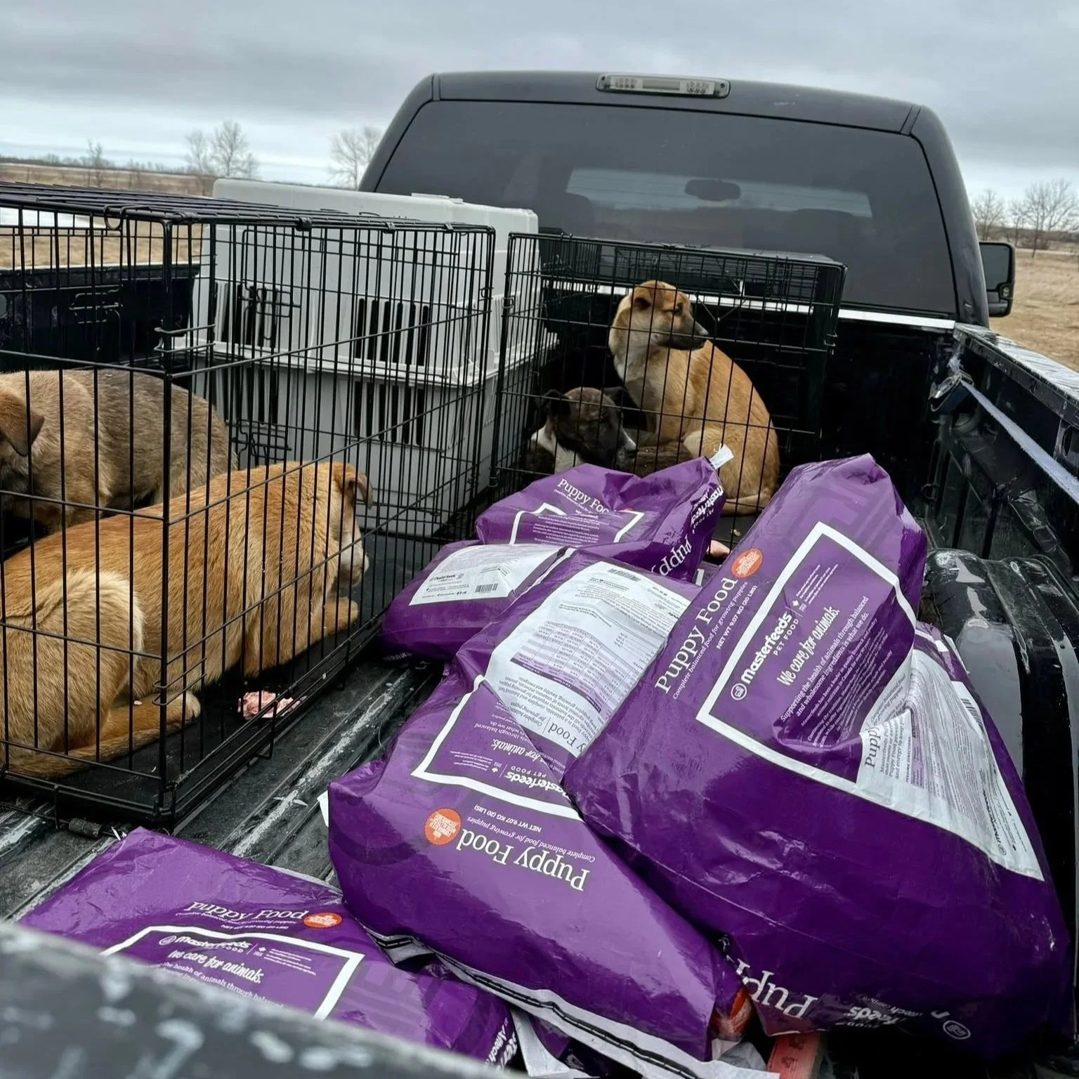 Dog and cats in crates on a truck bed with bags of puppy food and pet supplies.