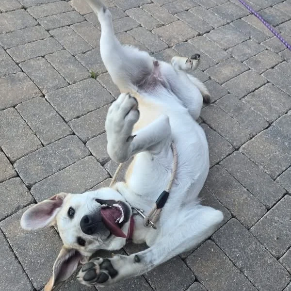 A happy white and tan dog lying on back on brick pavement, playfully tucking its paws and showing teeth.
