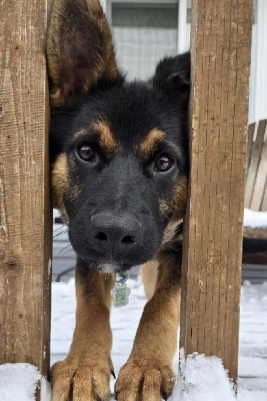 A young puppy with black and brown fur and light brown paws is looking through a wooden fence with snow on the ground.