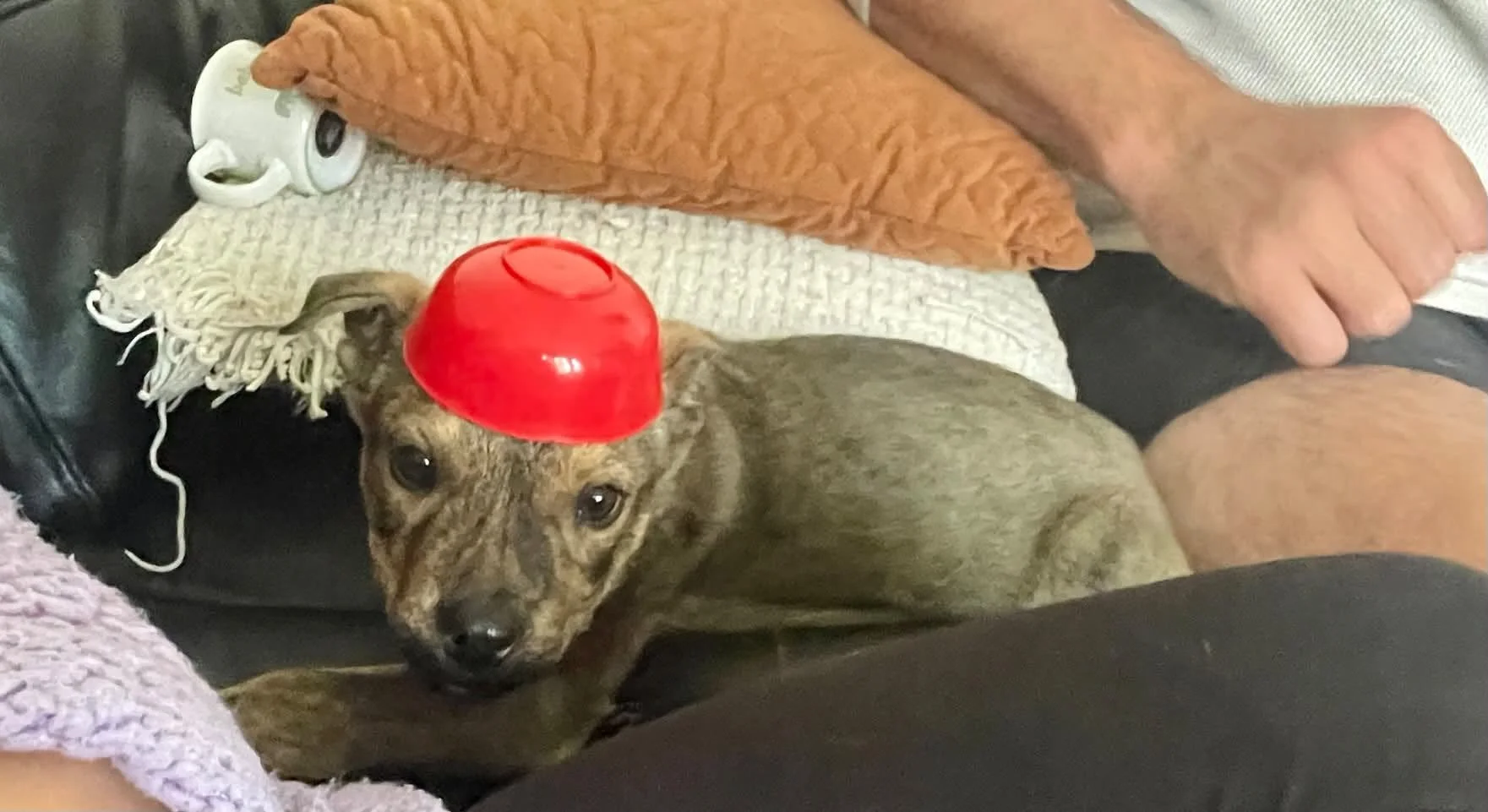 848524619_1817996716050871_427400449069134933_n.jfif