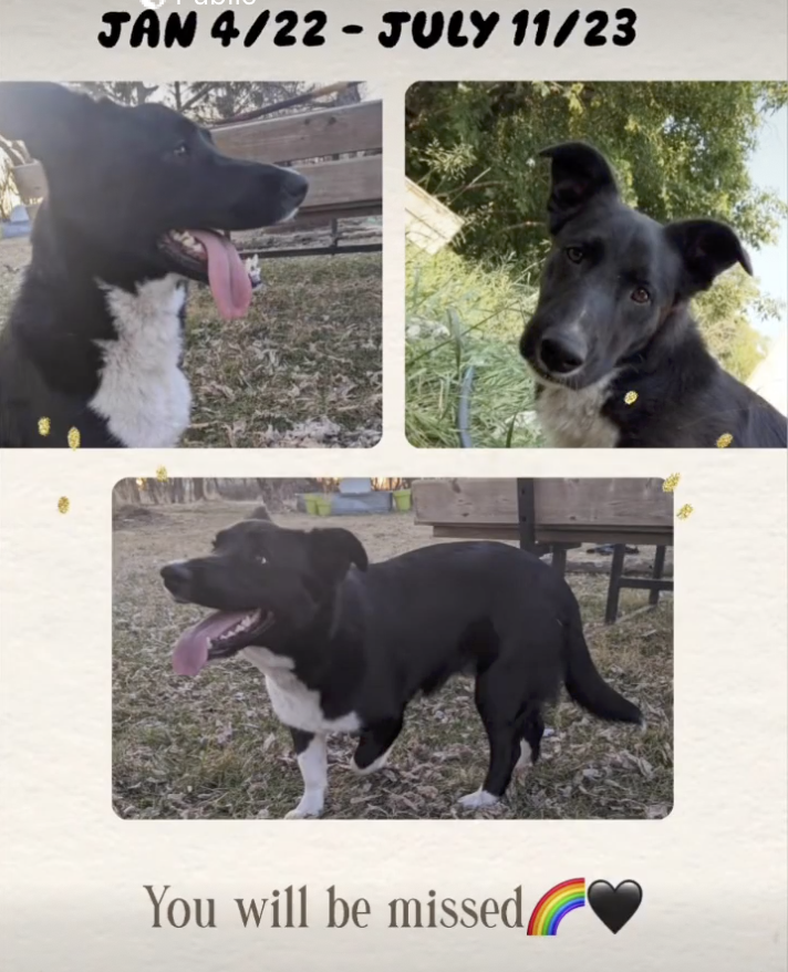 A collage of three photos of a black and white dog with time frames from January 2022 to July 2023, and a message saying 'You will be missed' with a rainbow and black heart emoji.