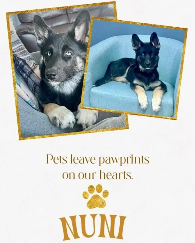 Two photos of puppies with a heartfelt message about pets leaving pawprints on our hearts. The left photo shows a gray and white puppy with bright eyes sitting on a couch. The right photo features a black and tan puppy lying on a blue cushion. The text reads, "Pets leave pawprints on our hearts," with a gold paw print above the name "NUNI."
