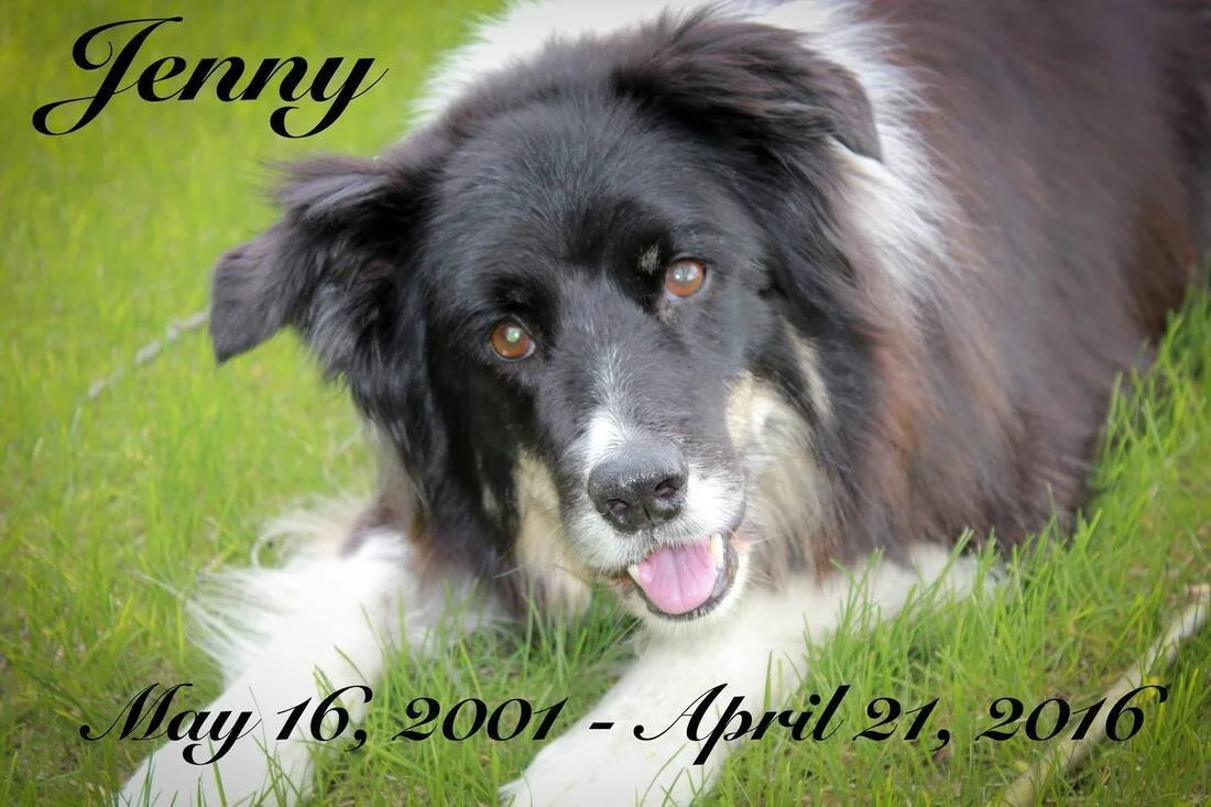 A smiling black and white dog lying on green grass with a tribute overlay showing the name 'Jenny' and dates from May 16, 2001, to April 21, 2016.