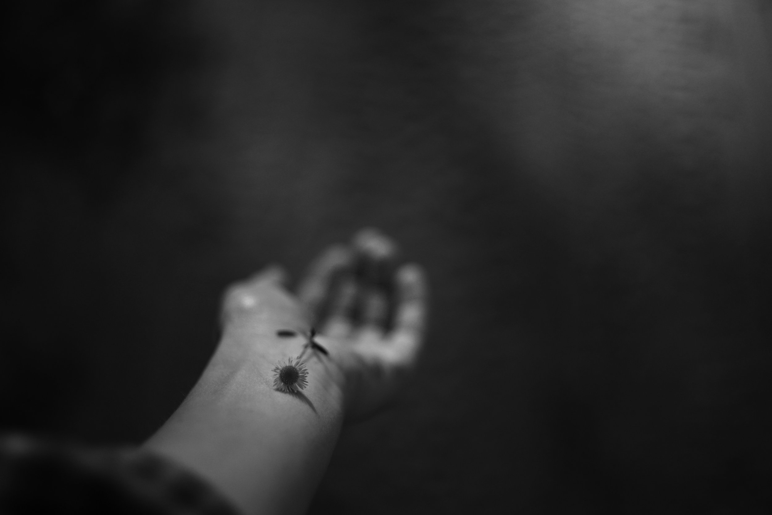 Close-up of a person's arm with daisies resting on it, out of focus, against a dark background.