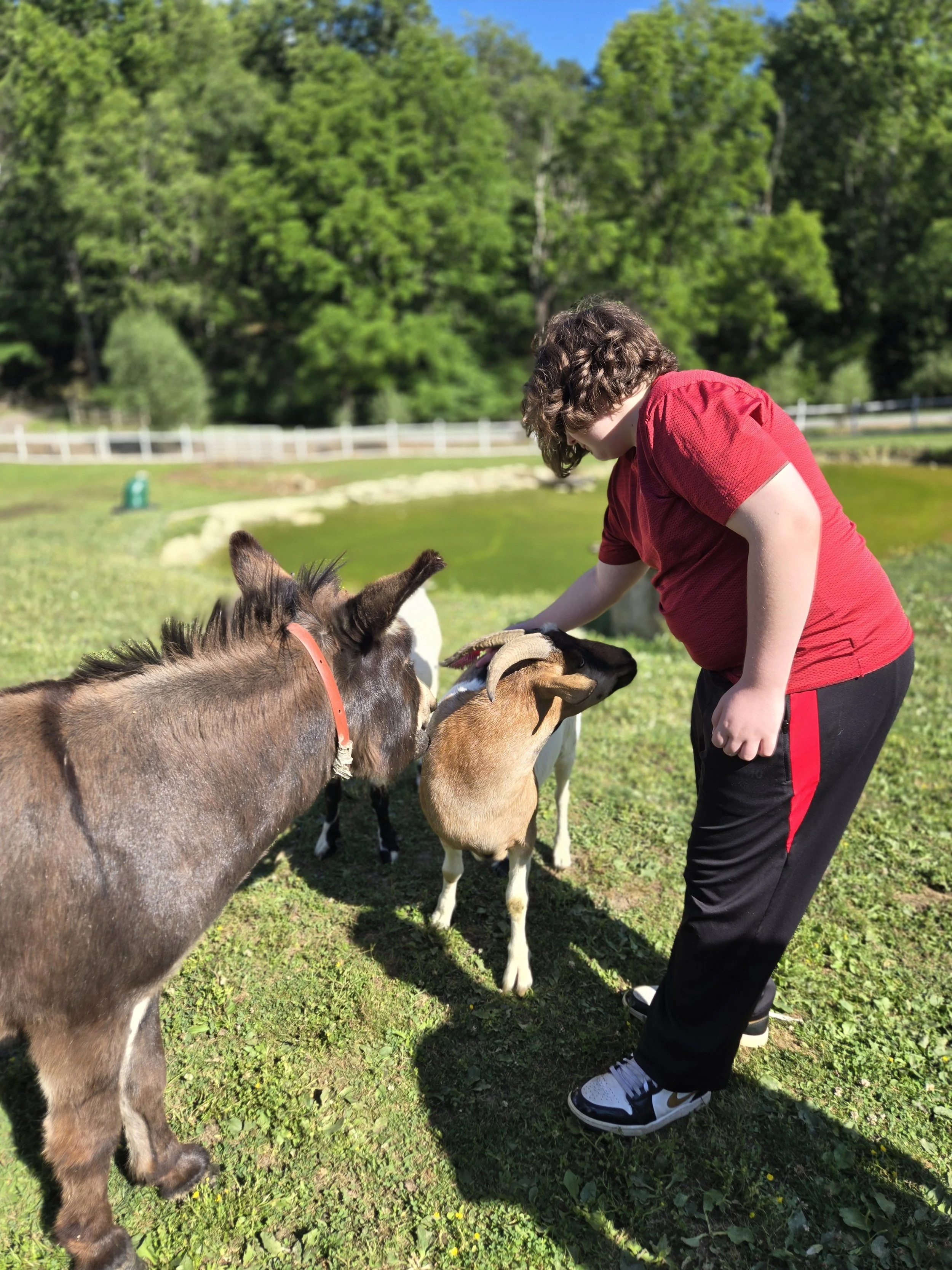 A person in a red shirt and black pants kneels on grass to pet a small goat. Two other goats are nearby, and a fenced area with greenery and trees is in the background. The weather is sunny.