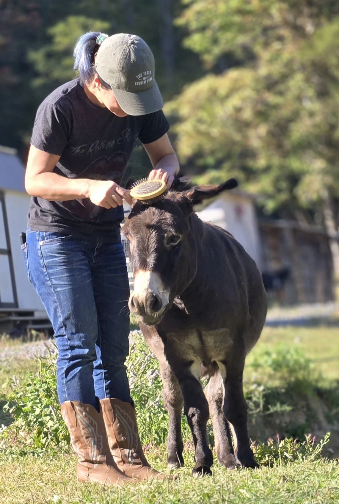 A woman brushing the ear of a black donkey outdoors on a sunny day, with trees and a house in the background.